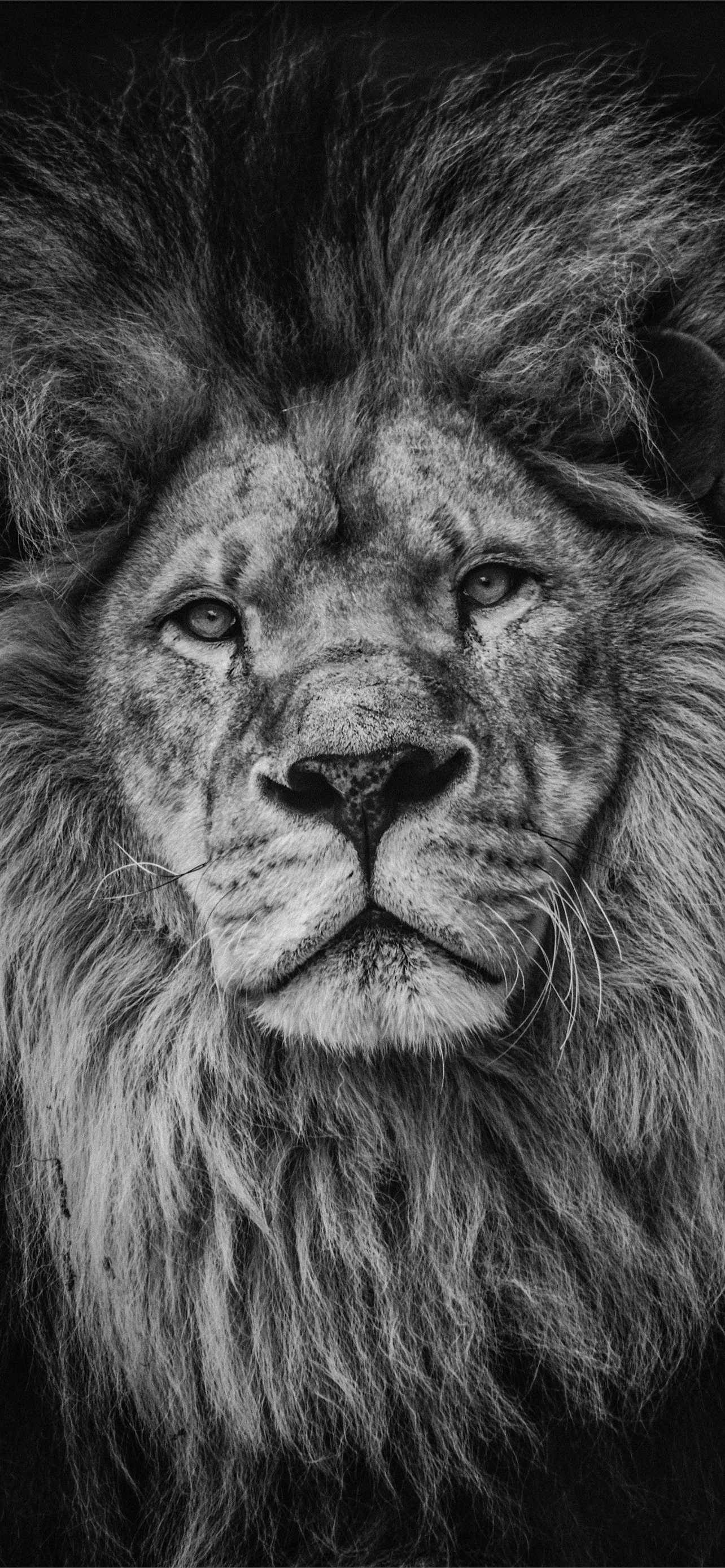 Lion Lock Screen iPhone Wallpapers Free Download