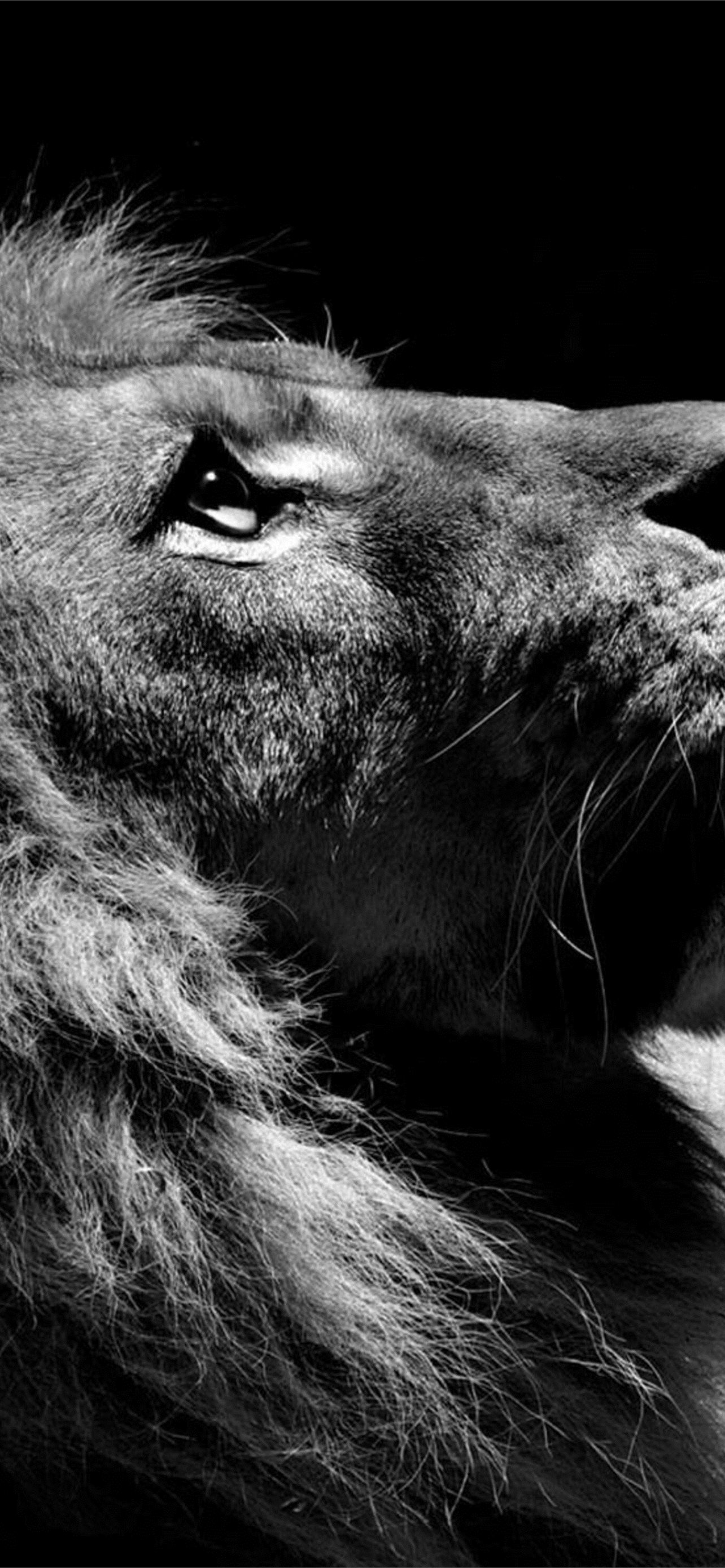 Black And White Lion For You iPhone Wallpapers Free Download