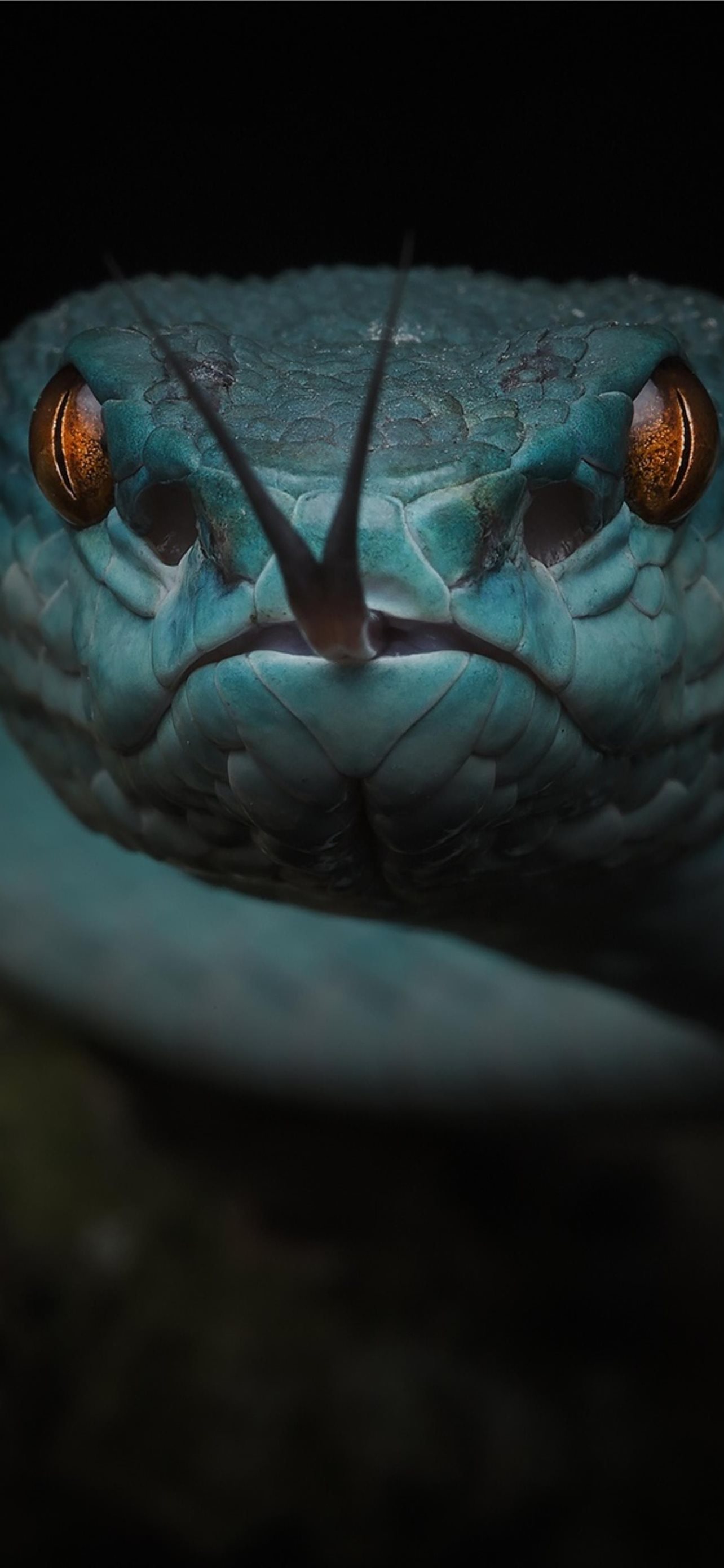 At first I confused the snake's nose and eyes iPhone Wallpapers Free  Download