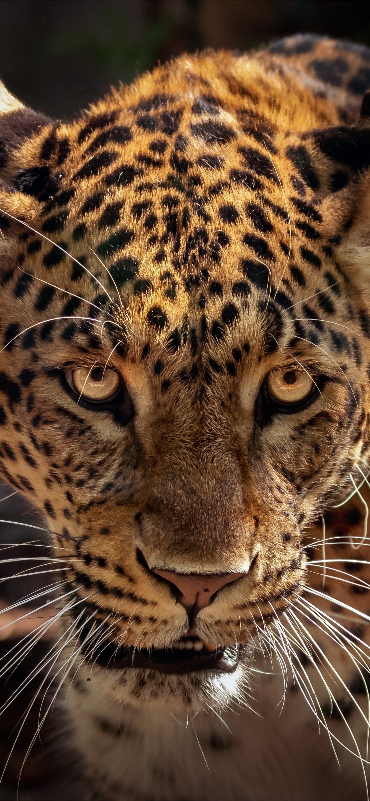 wild predator curious muzzle jaguar animal lg v30 ... iPhone Wallpapers  Free Download