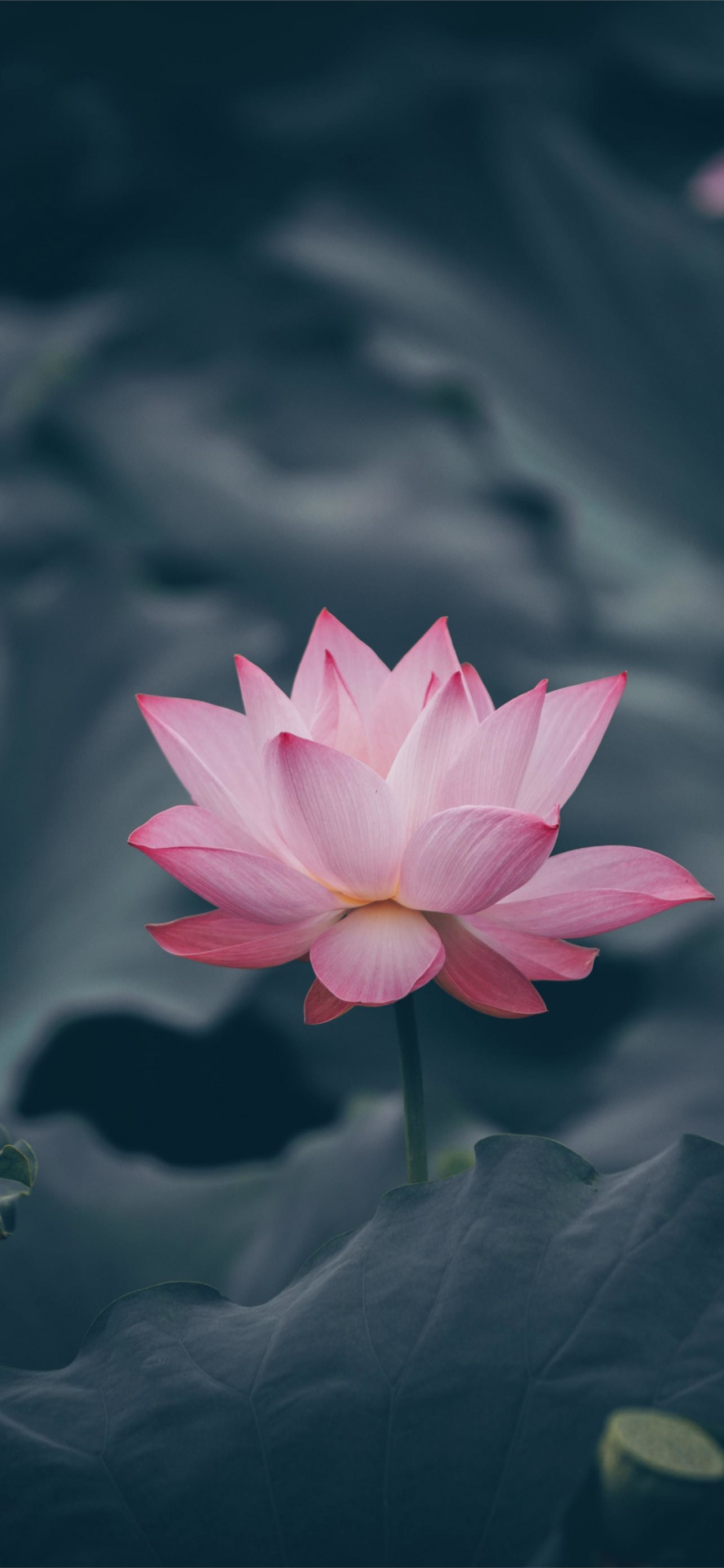 lotus flower iPhone Wallpapers Free Download
