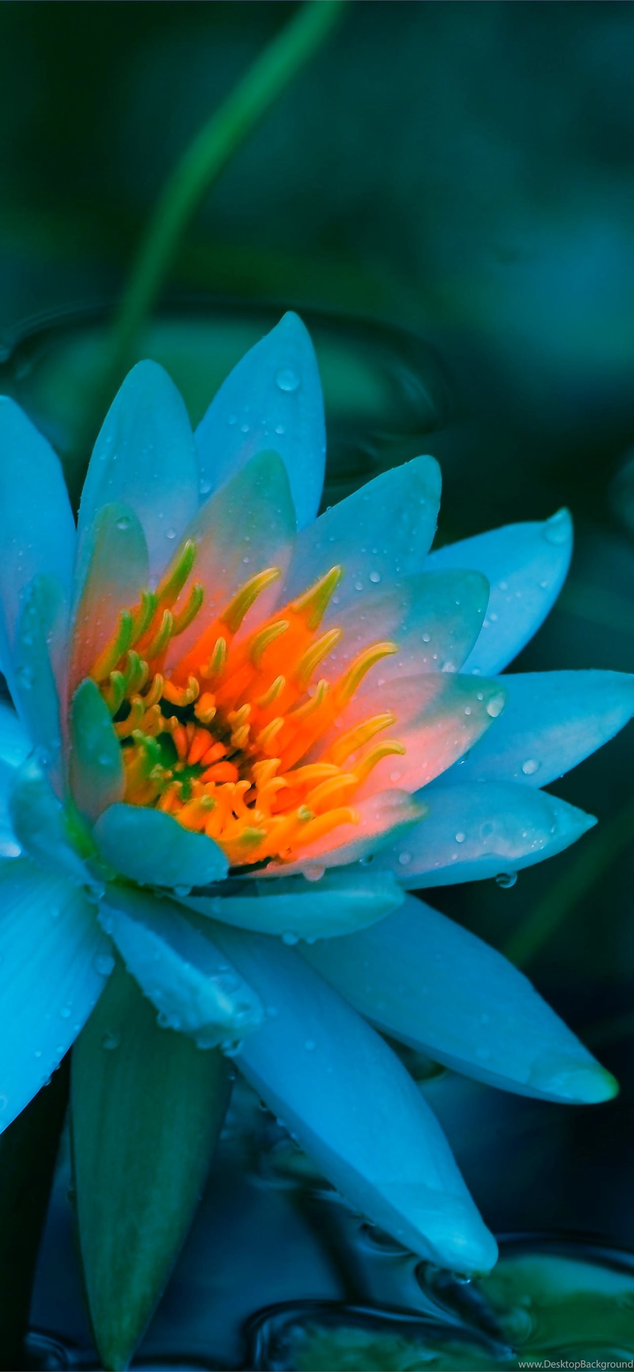 Blue Lotus Flower 14 Lotus Flower