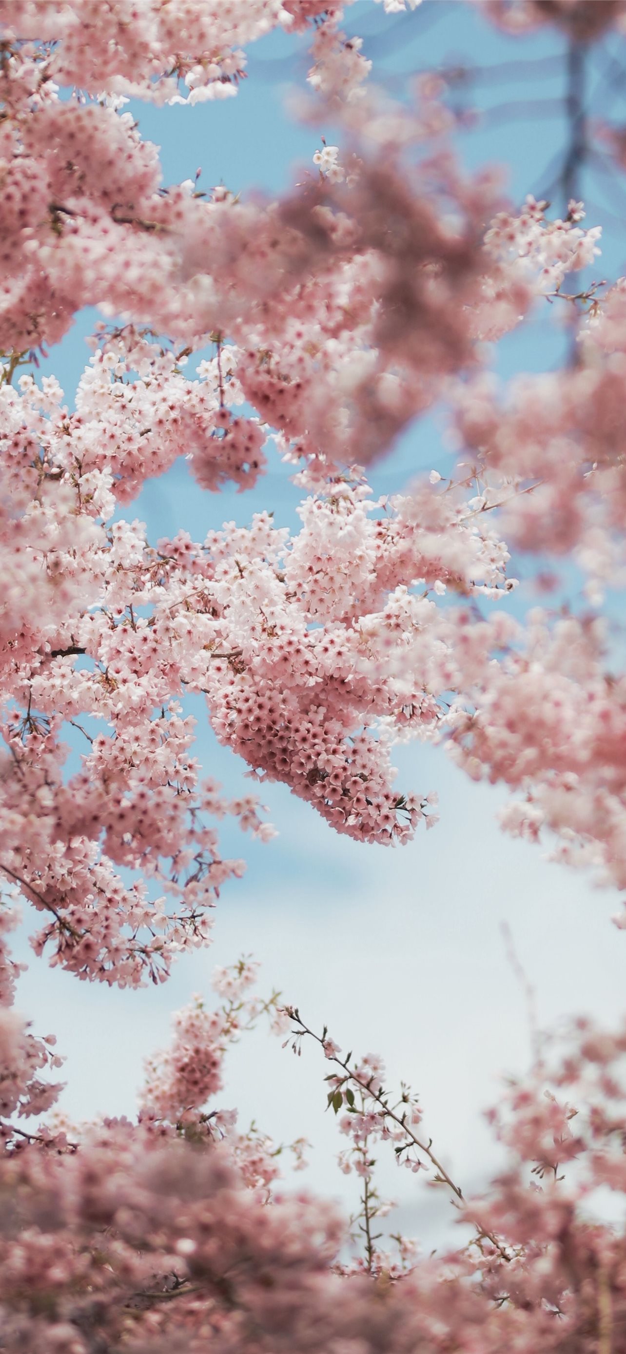 Cherry Tree Anime Wallpaper Download | MobCup