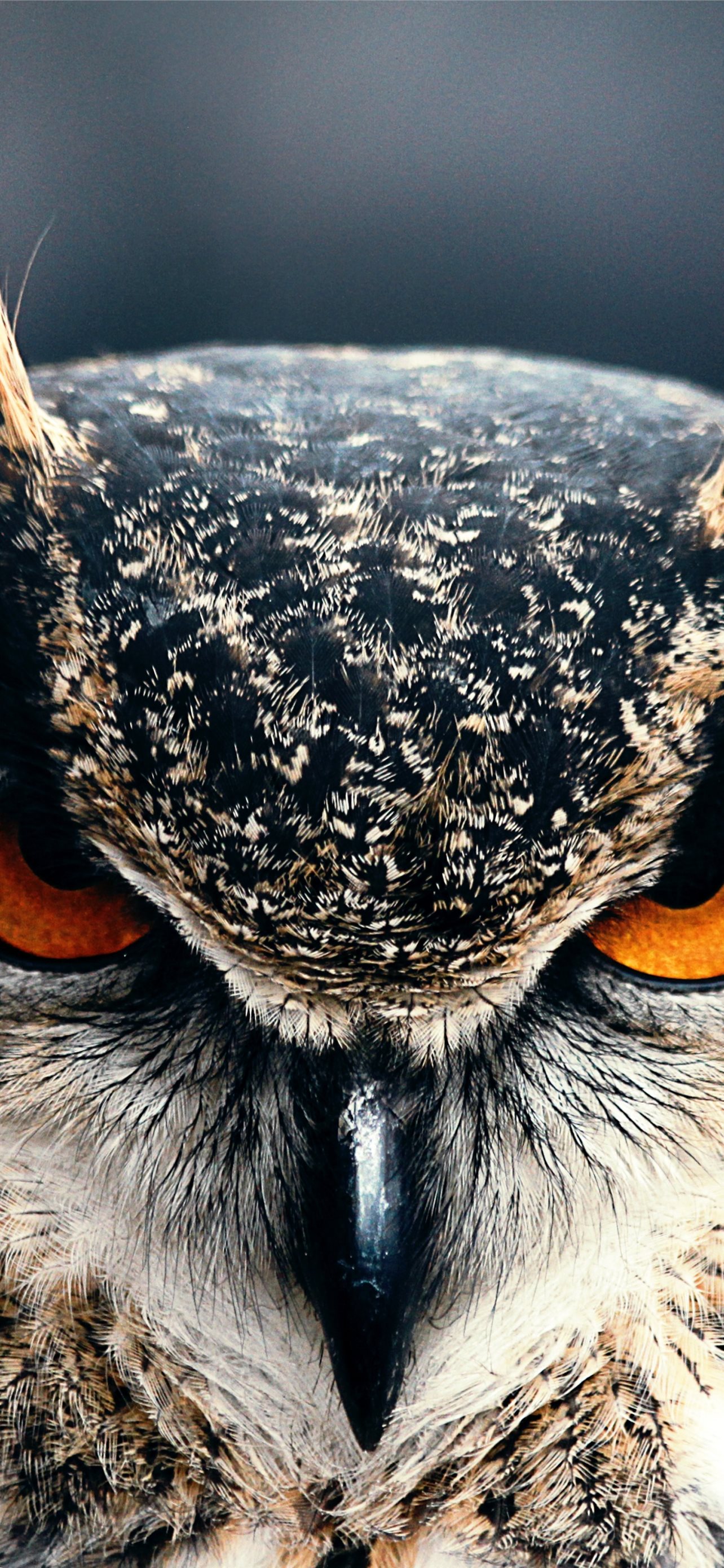 Owl 4k HD Eyes wild nature gray OS iPhone Wallpapers Free Download