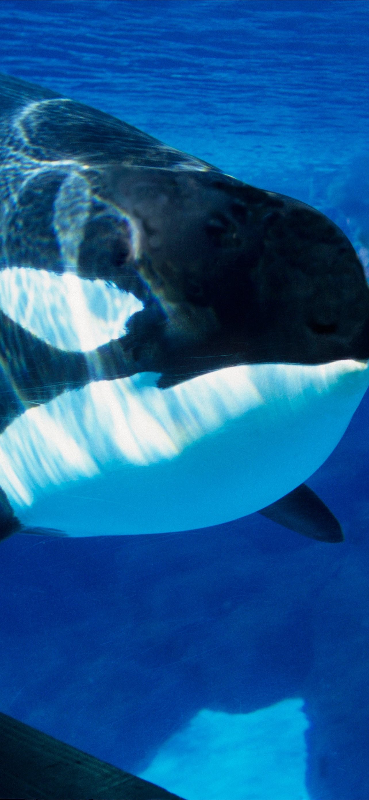 SeaWorld Is Officially Ending Its Killer Whale Pro... iPhone Wallpapers  Free Download