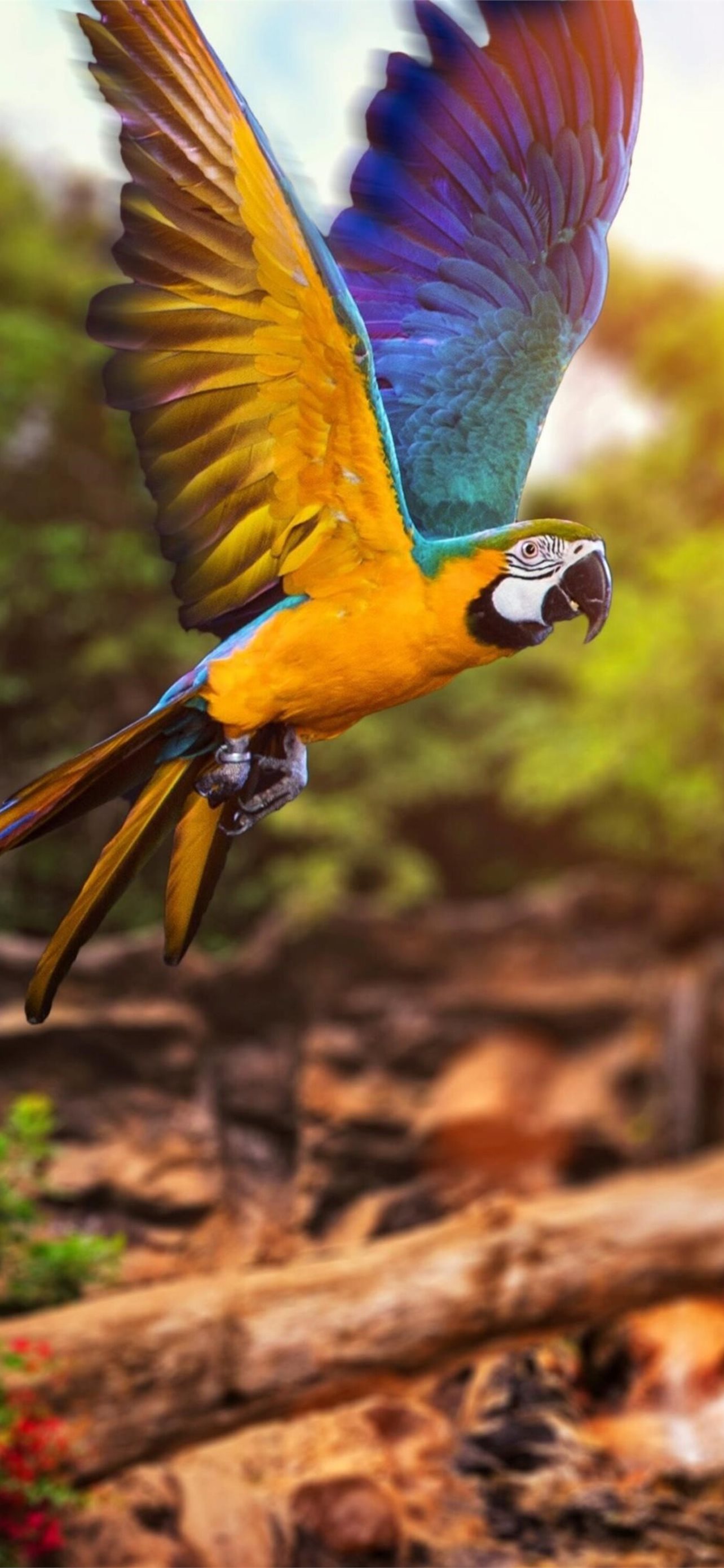 Colorful Parrot 4k Samsung Galaxy Note 9 8 S9 S8 S... iPhone Wallpapers  Free Download