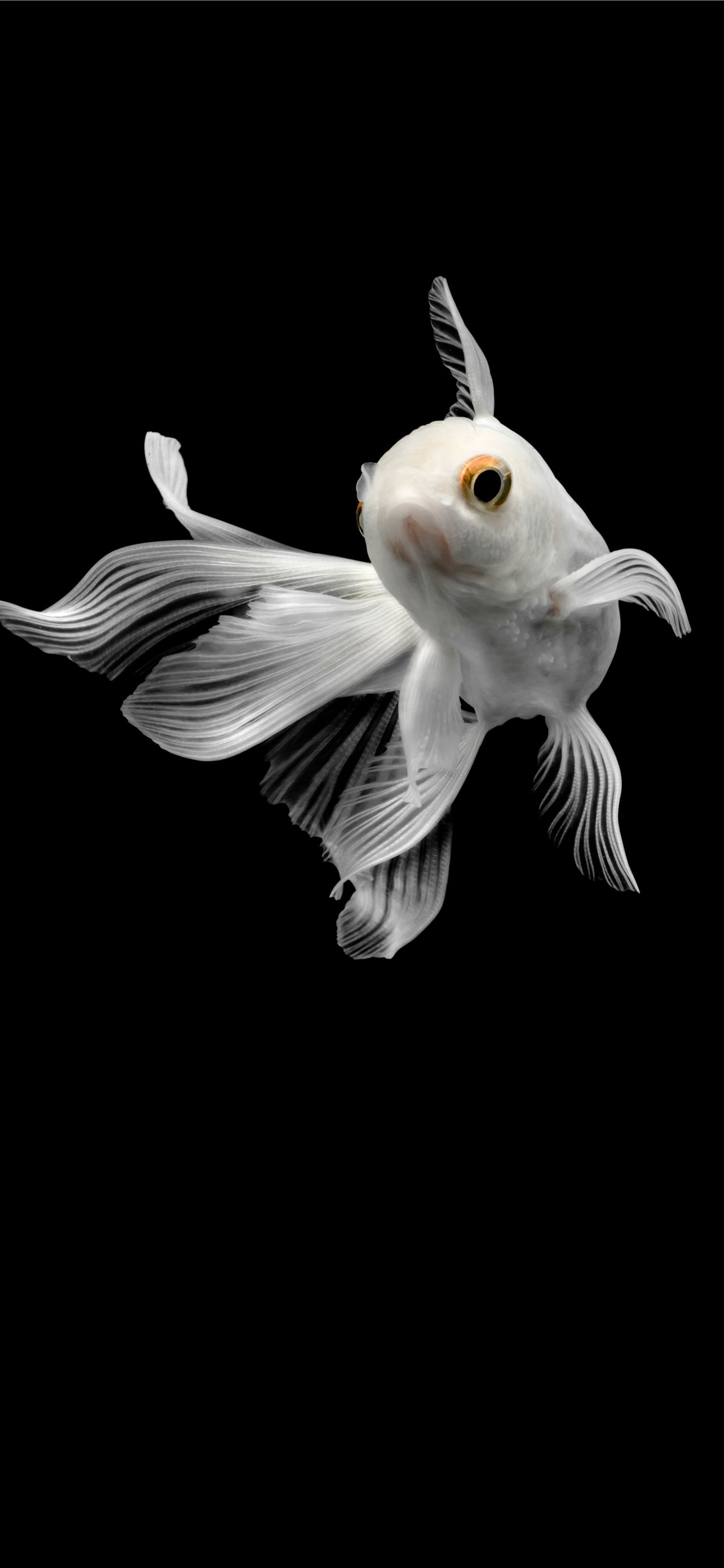 Goldfish Live Wallpaper APK for Android Download