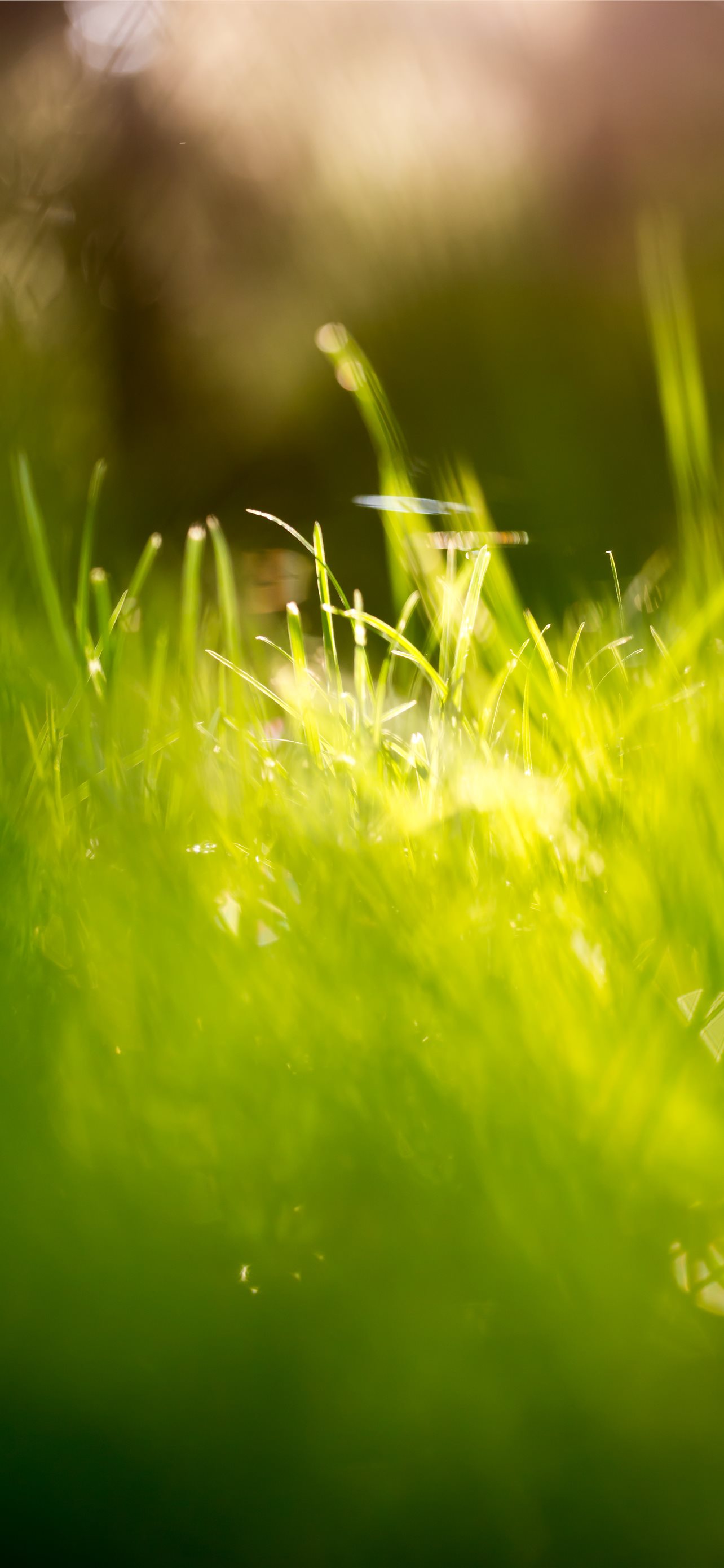 12 Beautiful Green Grass Field HD iPhone Wallpapers Free Download