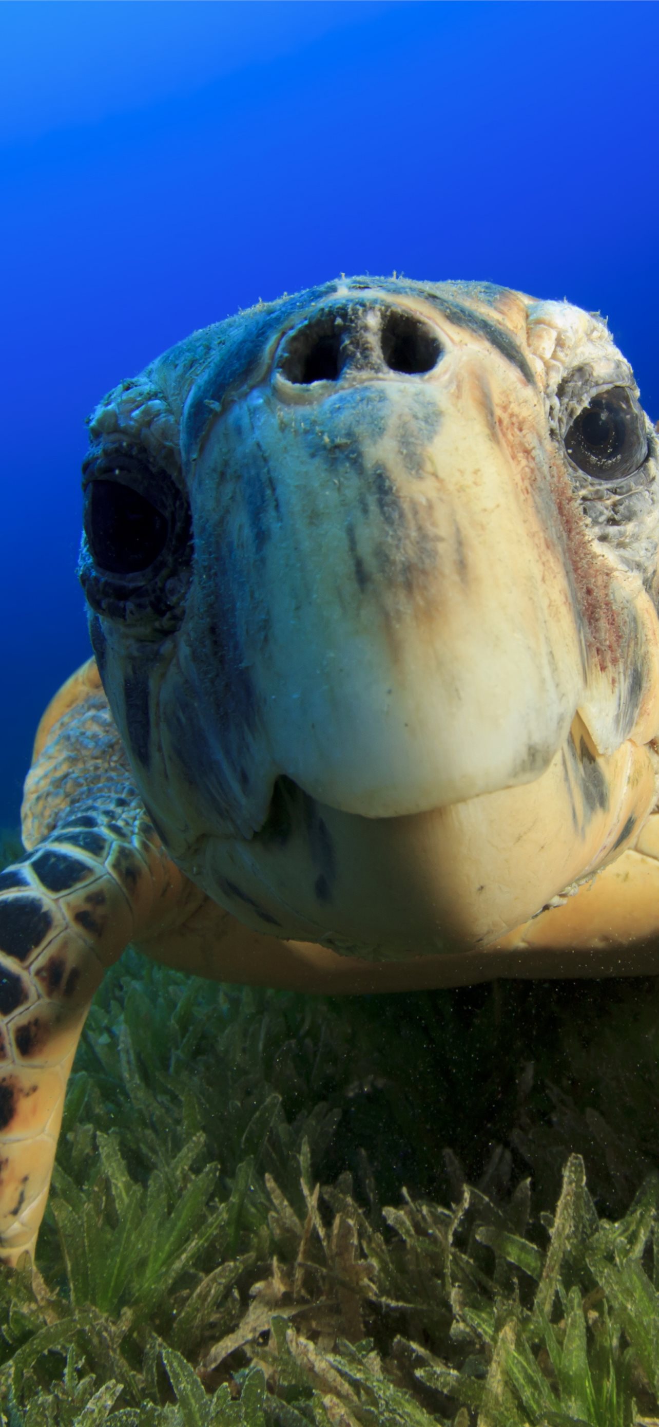 Turtle, animal, beach, blue, creatures, ocean, sea, turtles, HD phone  wallpaper | Peakpx
