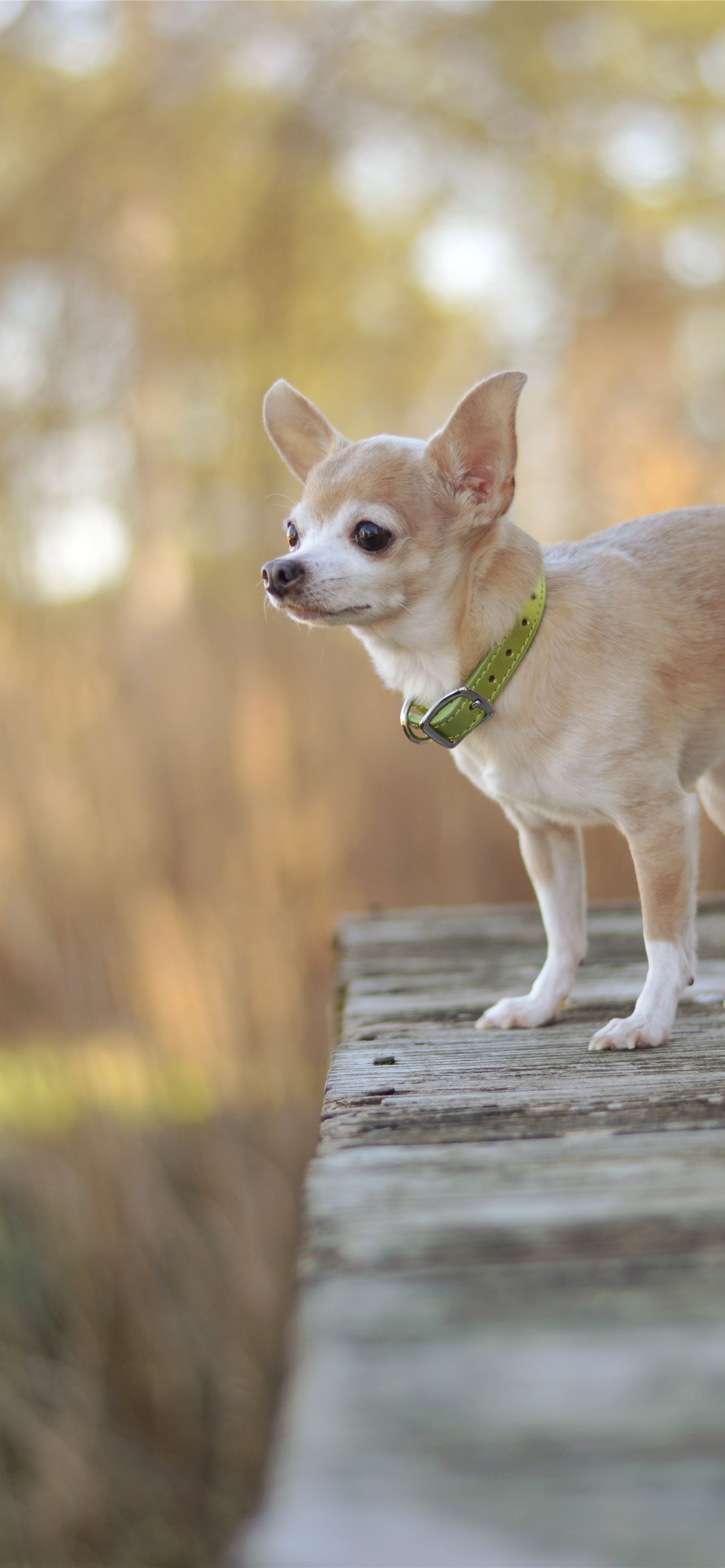 1000 Chihuahua Pictures  Download Free Images on Unsplash