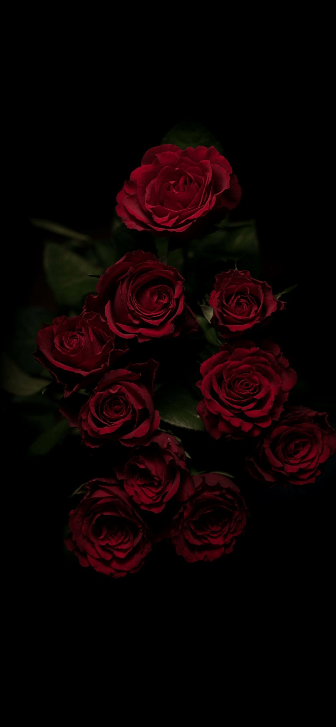 roses iPhone Wallpapers Free Download