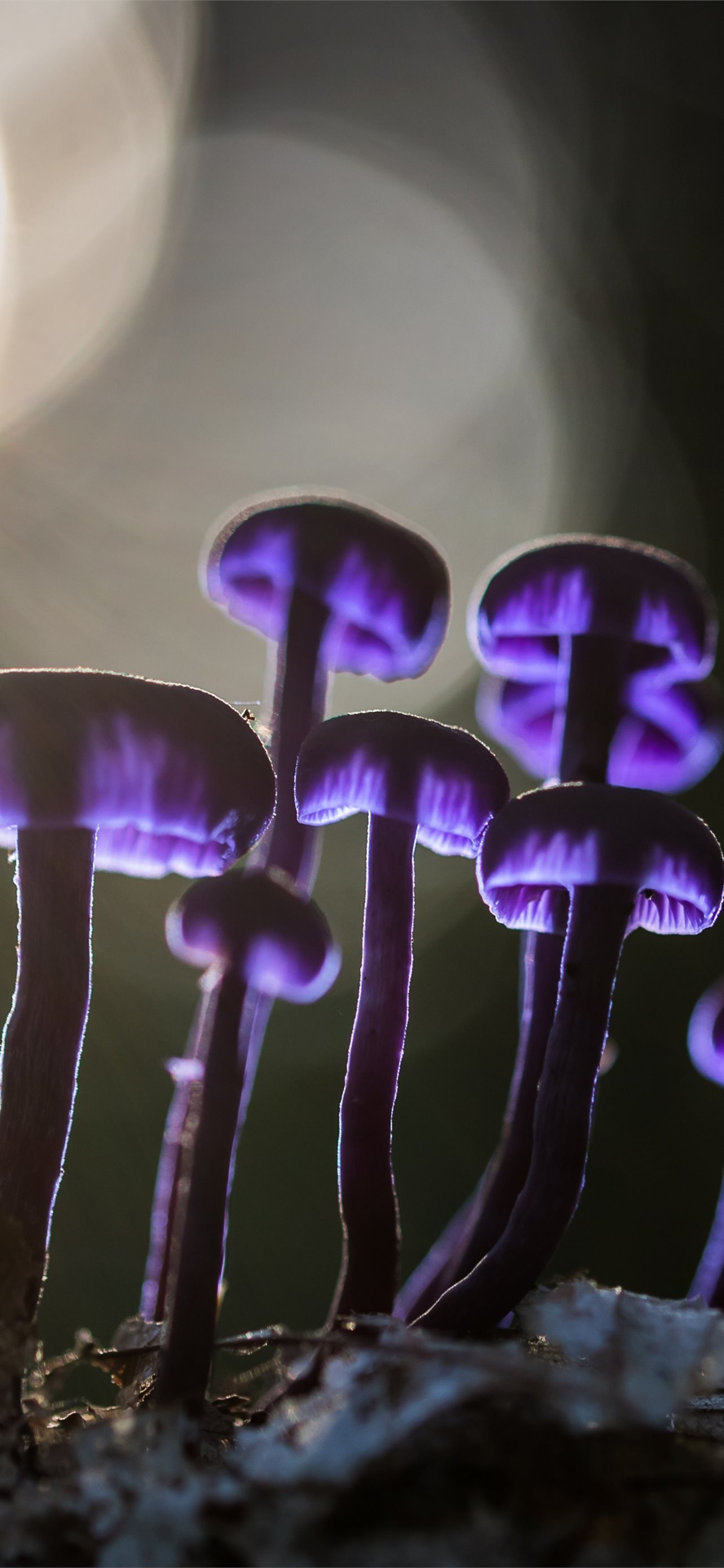 Fantasy Mushroom Wallpapers  Top Free Fantasy Mushroom Backgrounds   WallpaperAccess