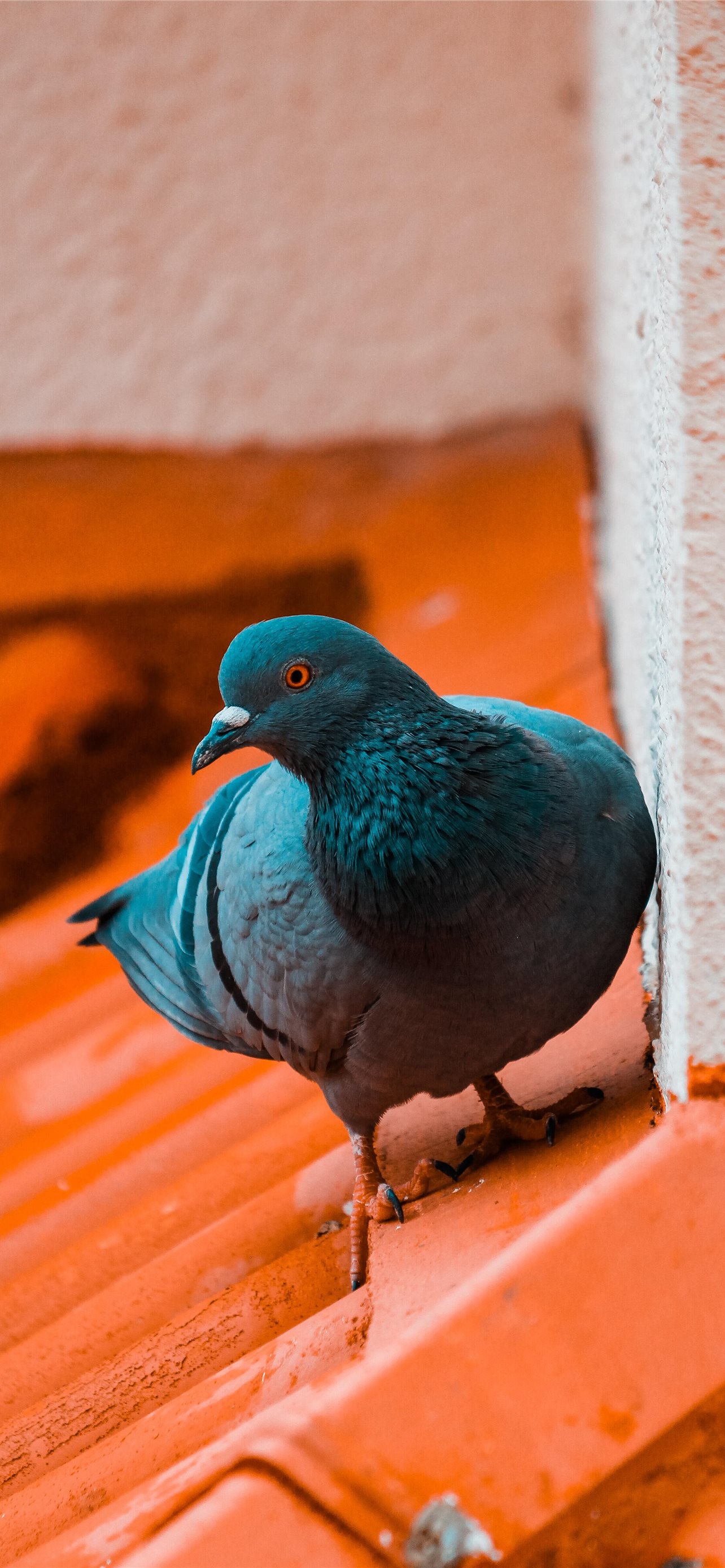 pigeons iPhone Wallpapers Free Download