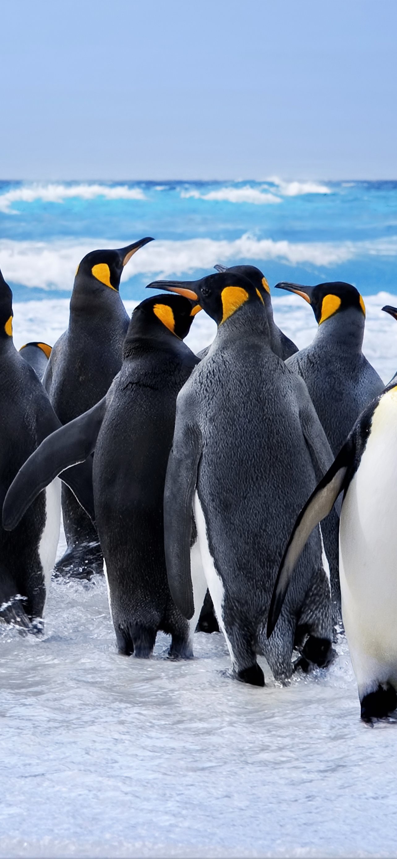 penguin iPhone Wallpapers Free Download