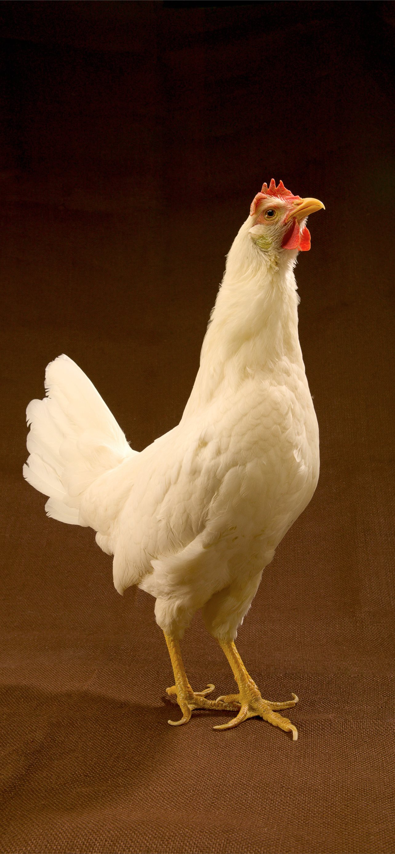HD wallpaper portrait chicken poultry hen farm bill head bird  feather  Wallpaper Flare