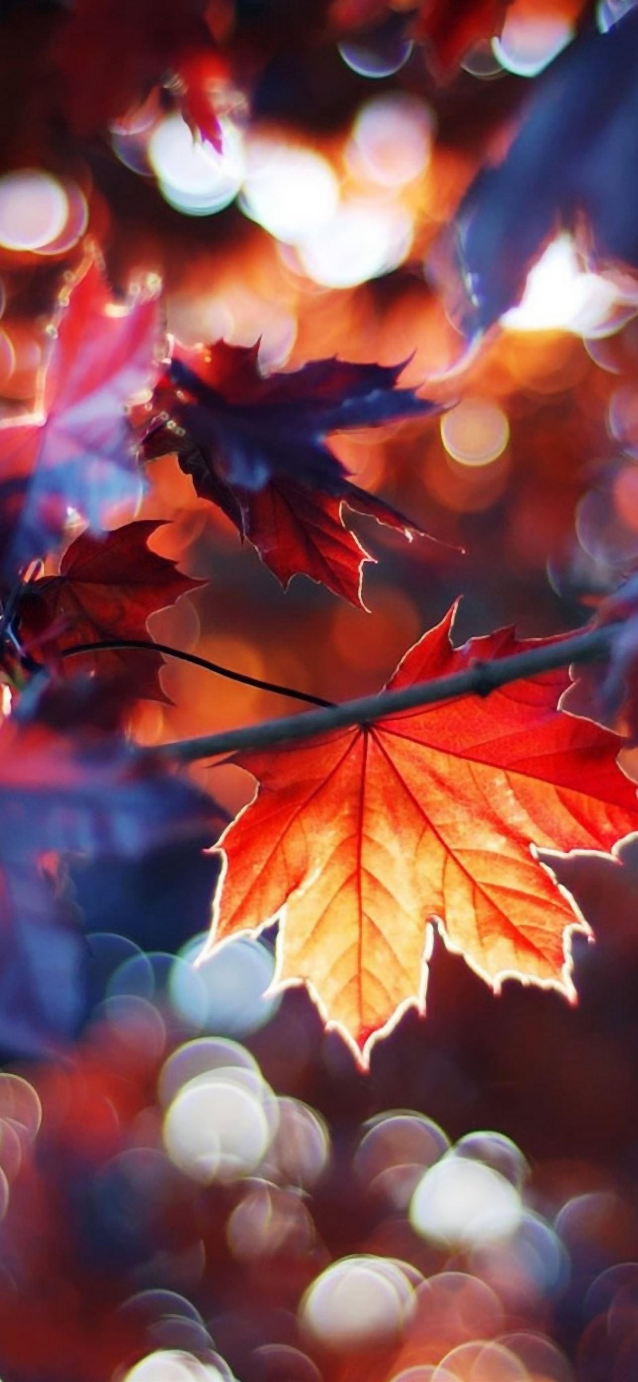 Autumn Leaves iPhone Wallpapers Free Download