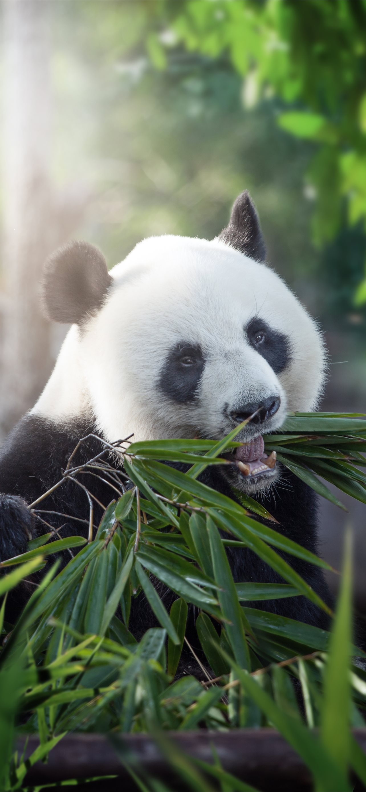 giant pandas iPhone Wallpapers Free Download