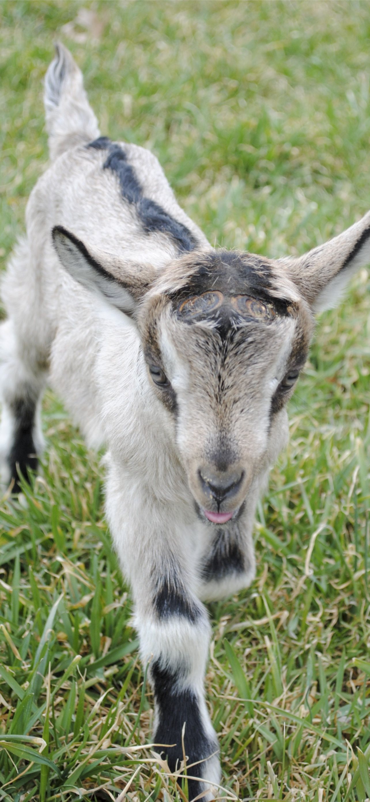goats iPhone Wallpapers Free Download