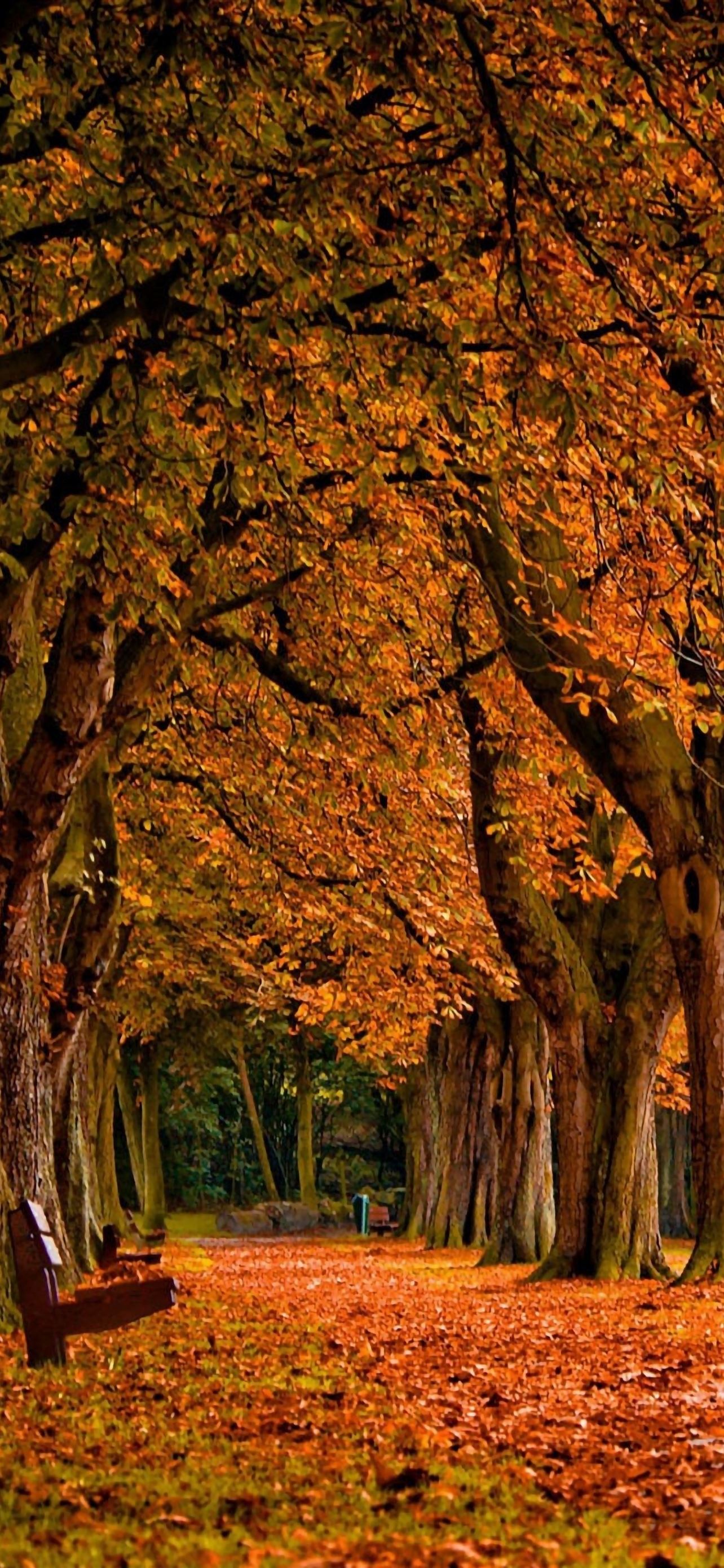 Park Autumn iPhone Wallpapers Free Download