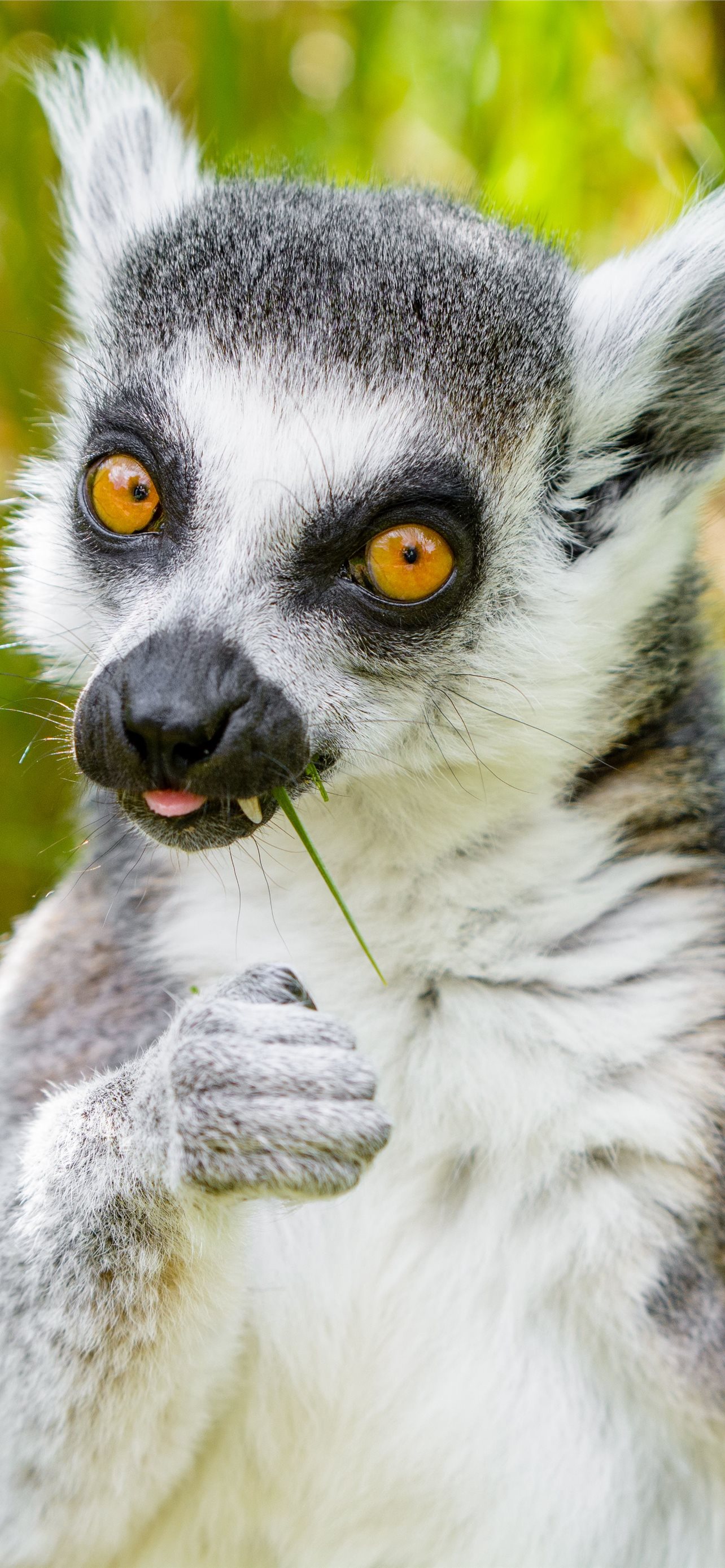 lemurs iPhone Wallpapers Free Download