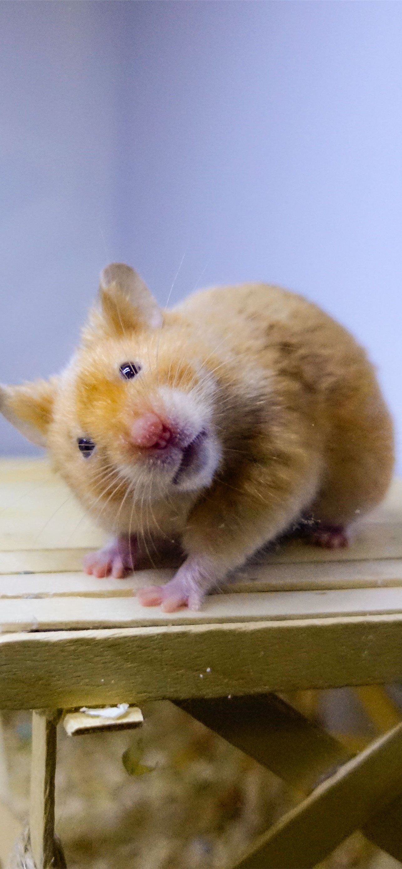 Chia sẻ hơn 58 về hình chuột cute hay nhất  Du học Akina