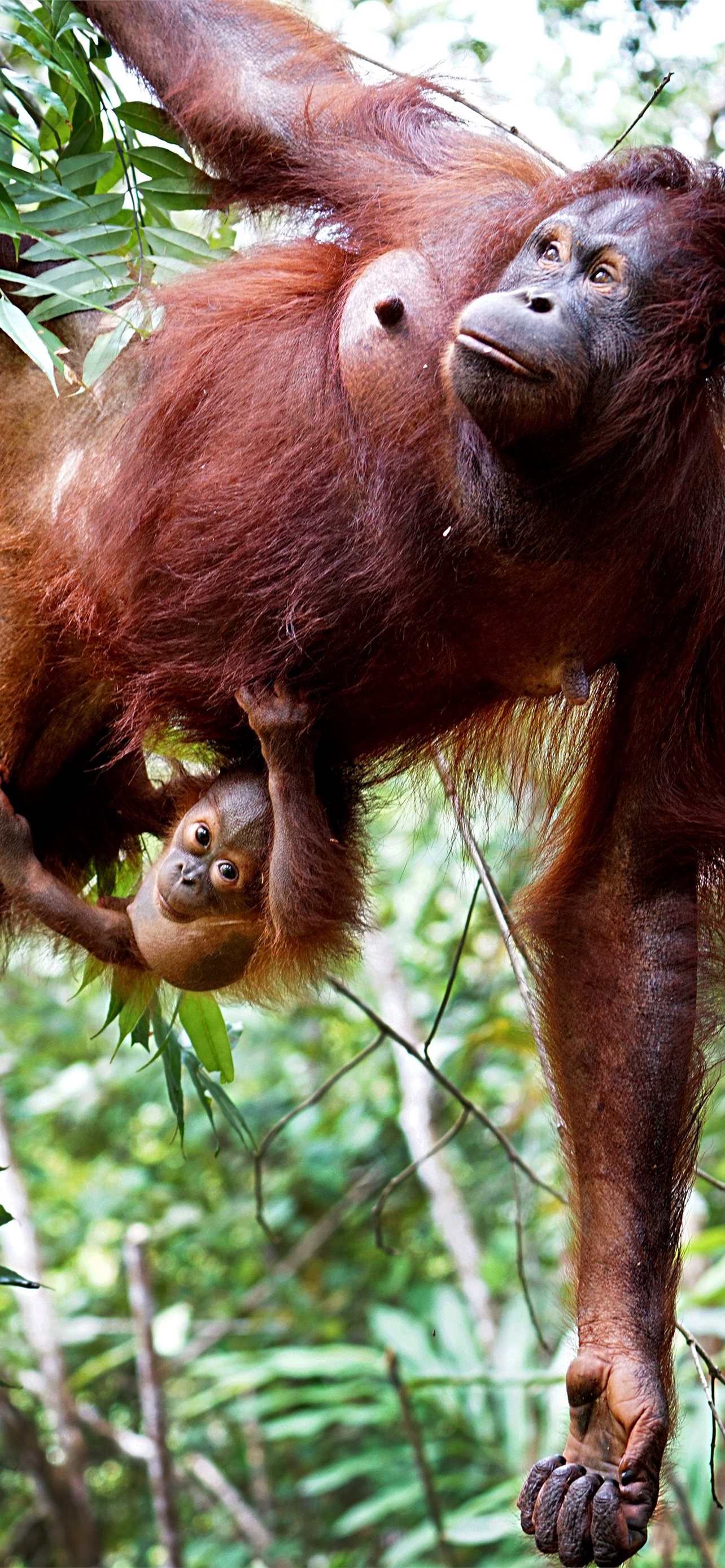 1000 Orangutan Pictures  Download Free Images on Unsplash