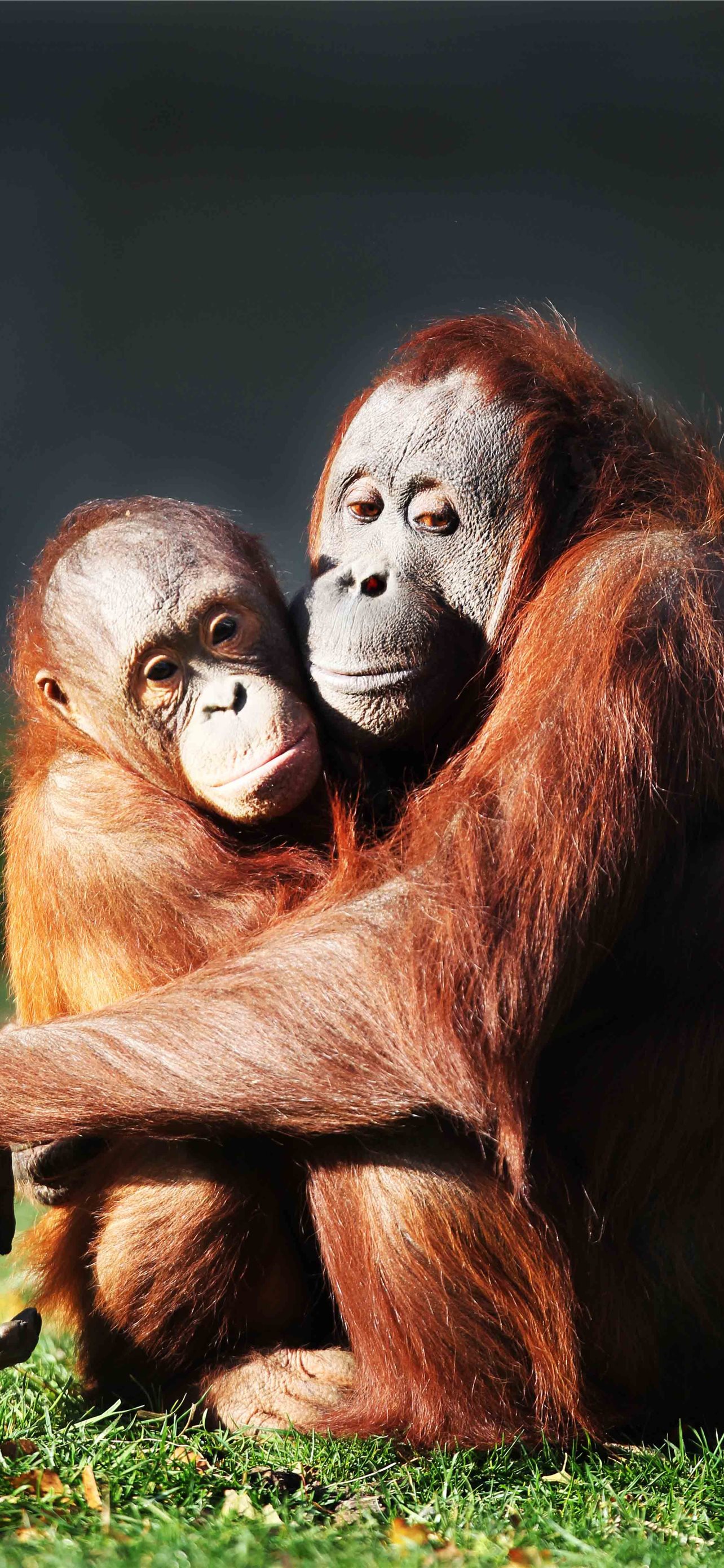 Wallpaper Orangutan brown 4K Animals 19456