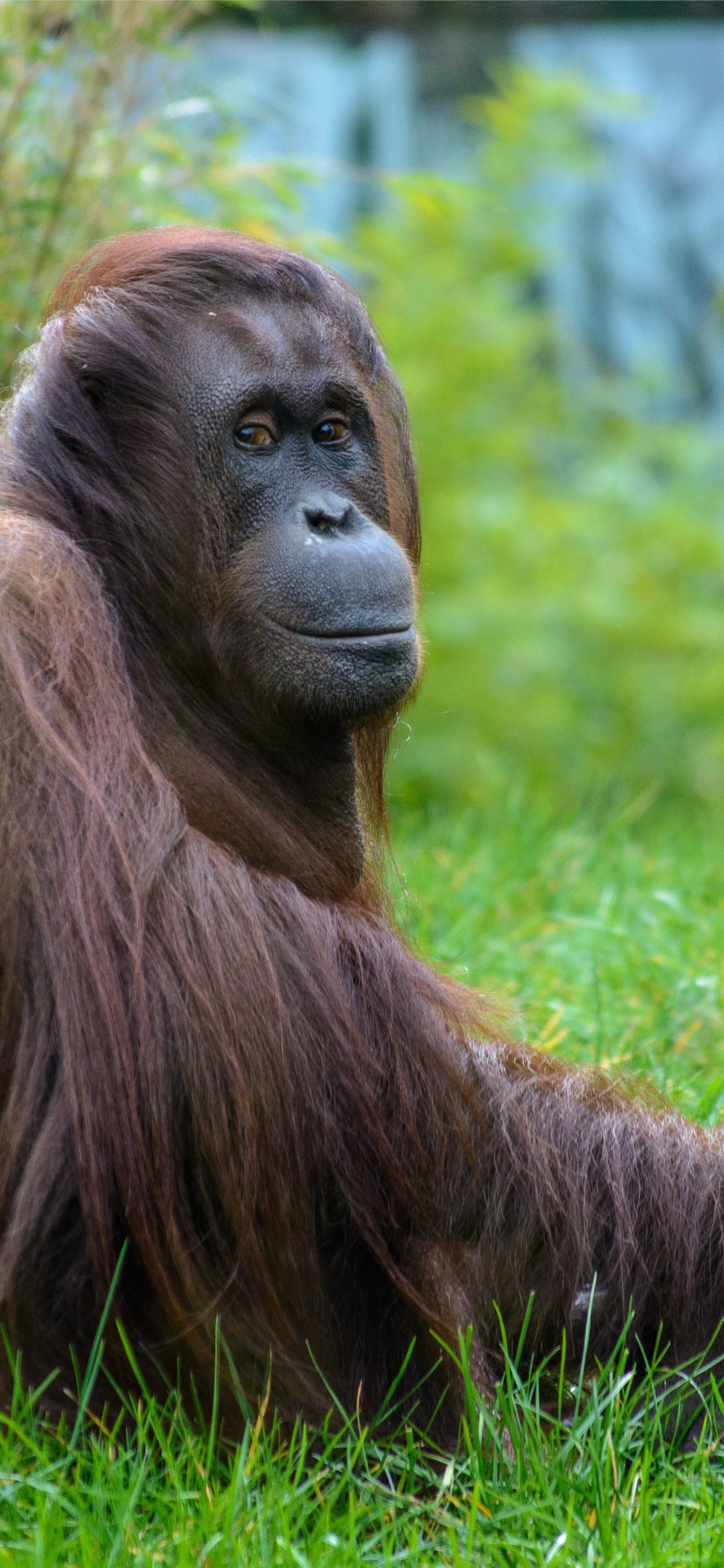 orangutan iPhone Wallpapers  Orangutan Interesting animals Iphone  wallpaper