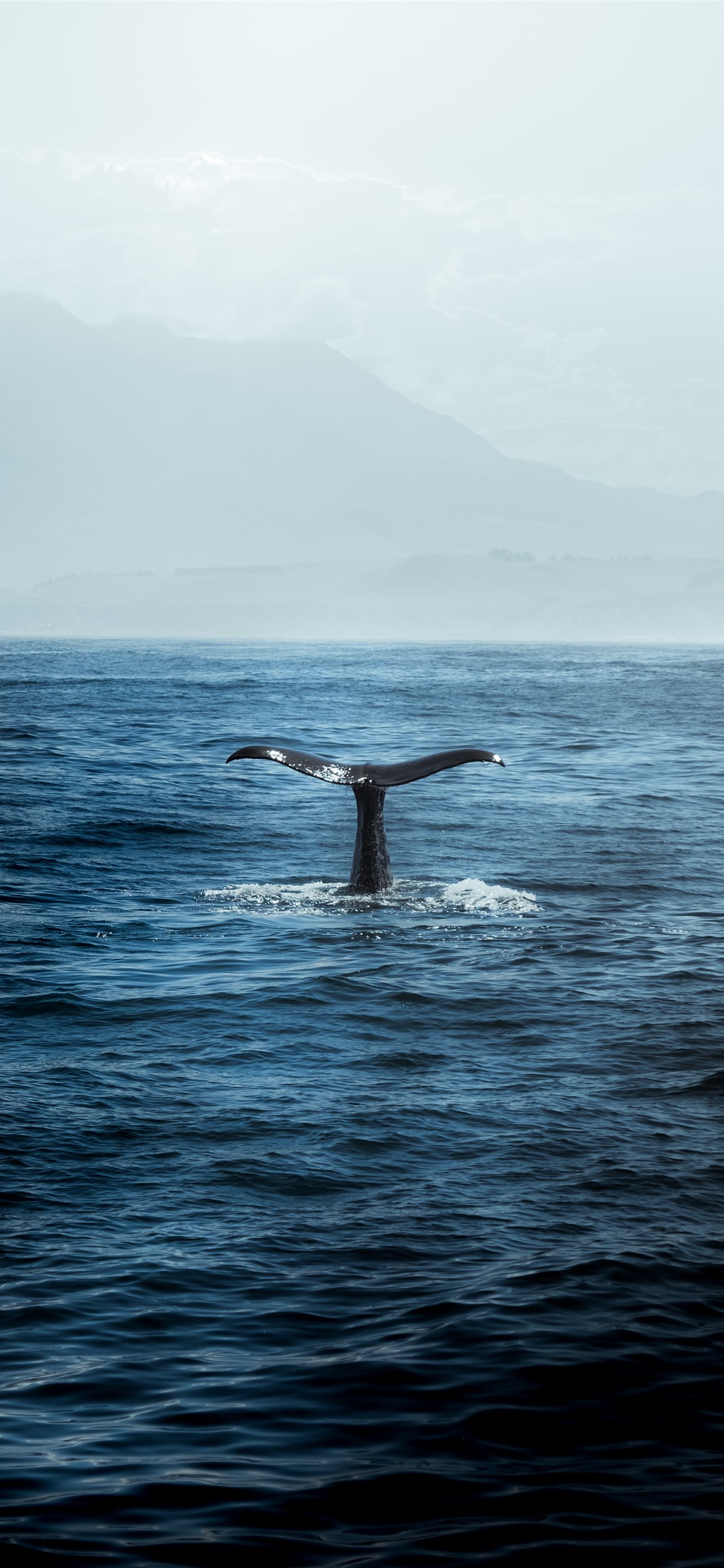 Free Blue Whale Wallpaper download  Animals Town
