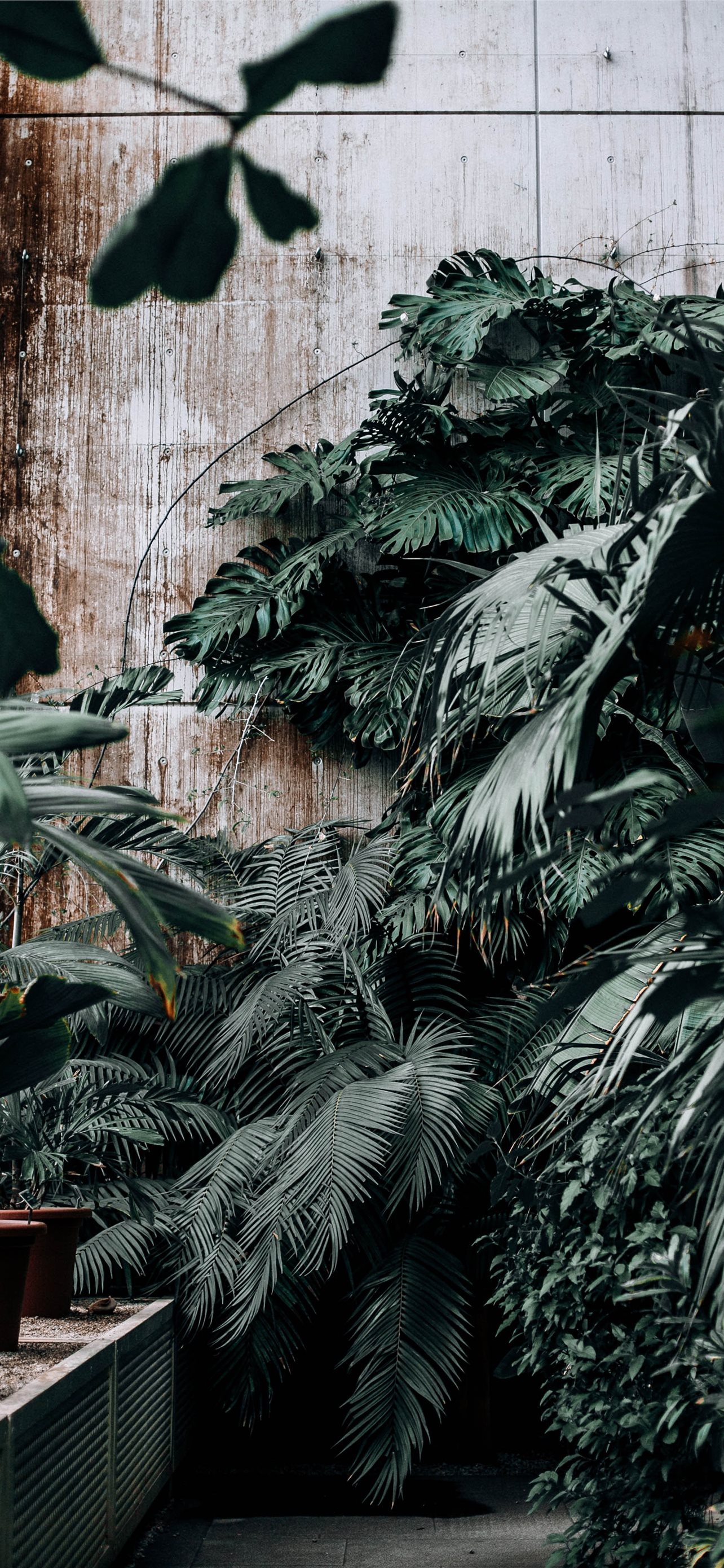 Plant, tumblr, HD phone wallpaper