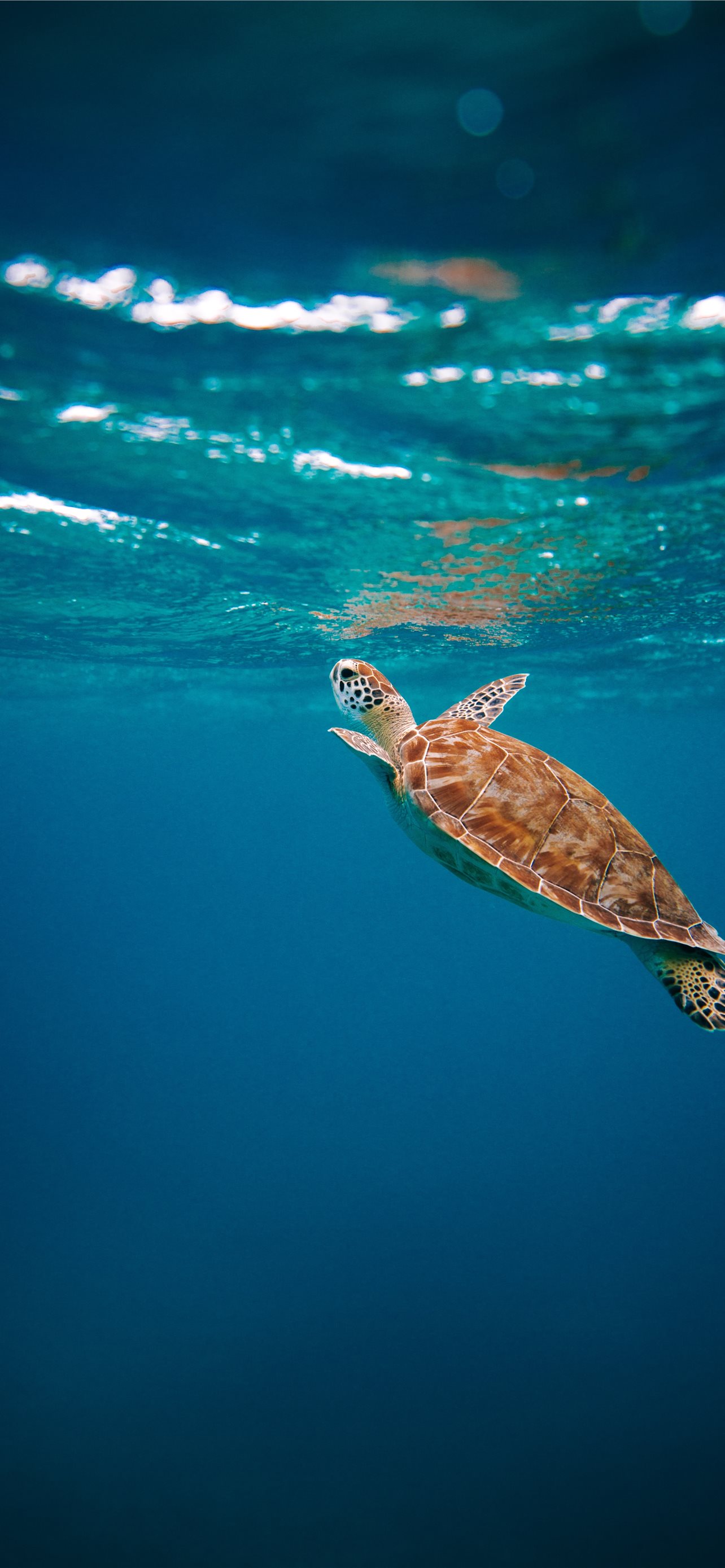 Download Aesthetic Sky Sea Turtle iPhone Wallpaper  Wallpaperscom
