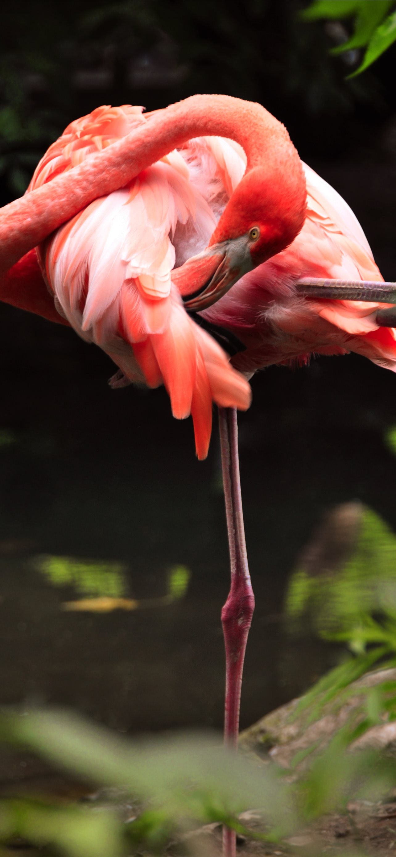 flamingo Wallpaper  HD Wallpapers of flamingosAmazoncomAppstore for  Android