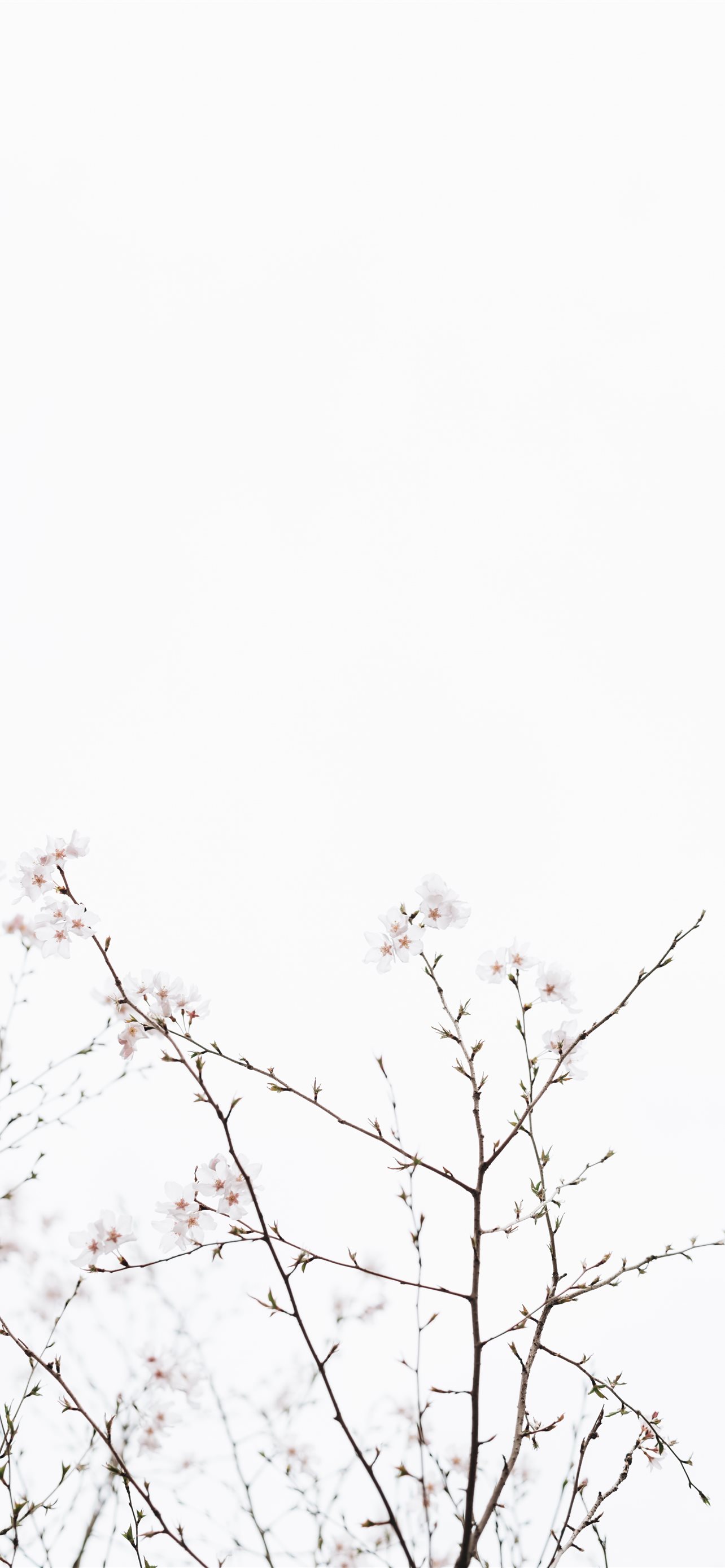 white cherry blossoms under white sky at dayime iPhone Wallpapers Free  Download