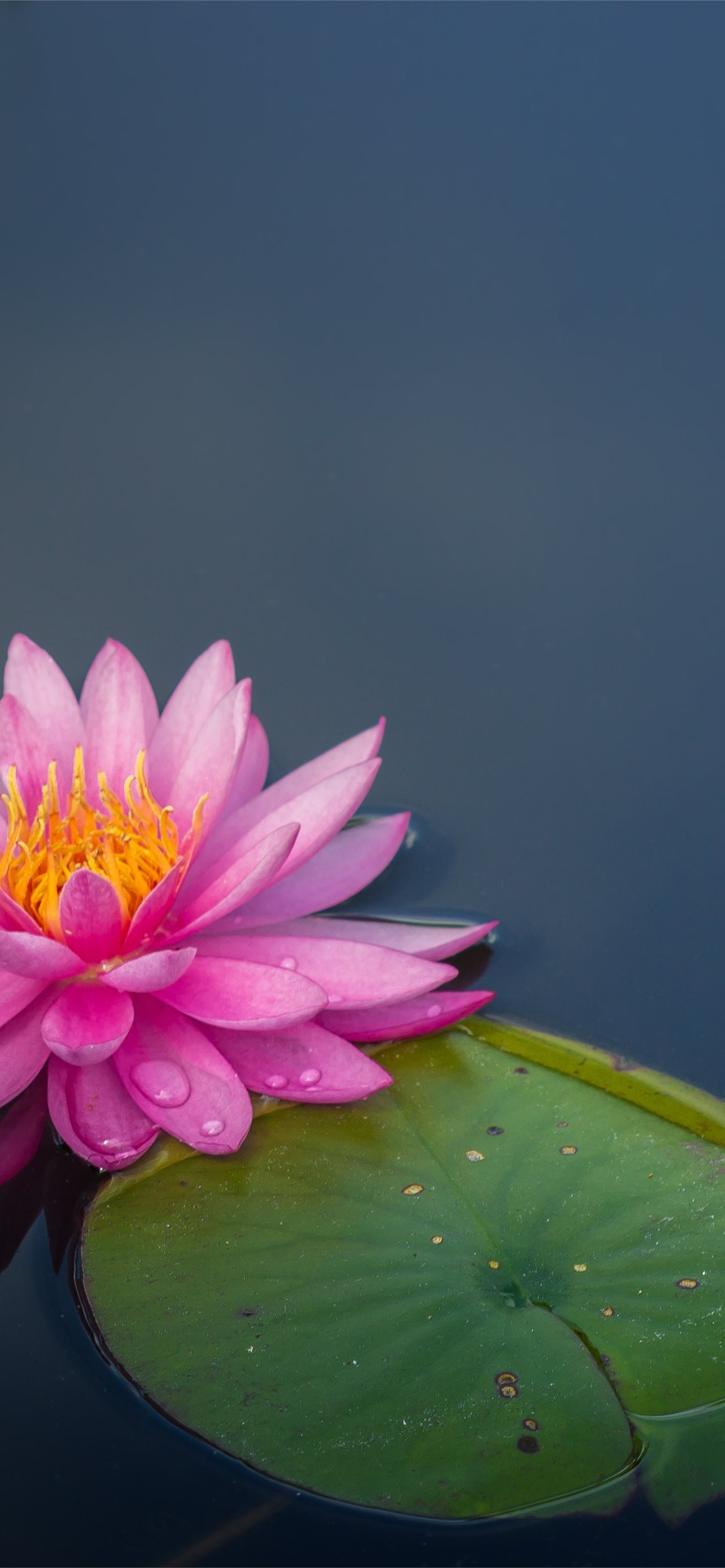 Download wallpaper 800x1200 lotus flower leaves petals iphone 4s4 for  parallax hd background