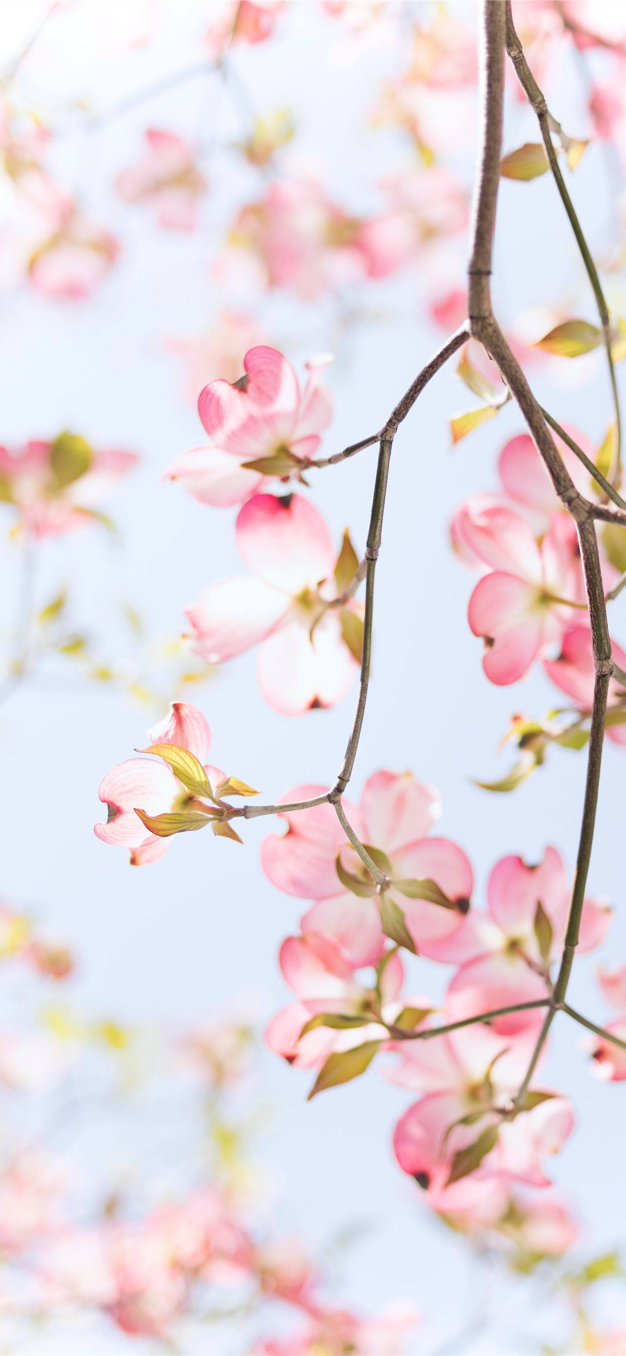 Soft pink floral design removable wallapper | Livettes