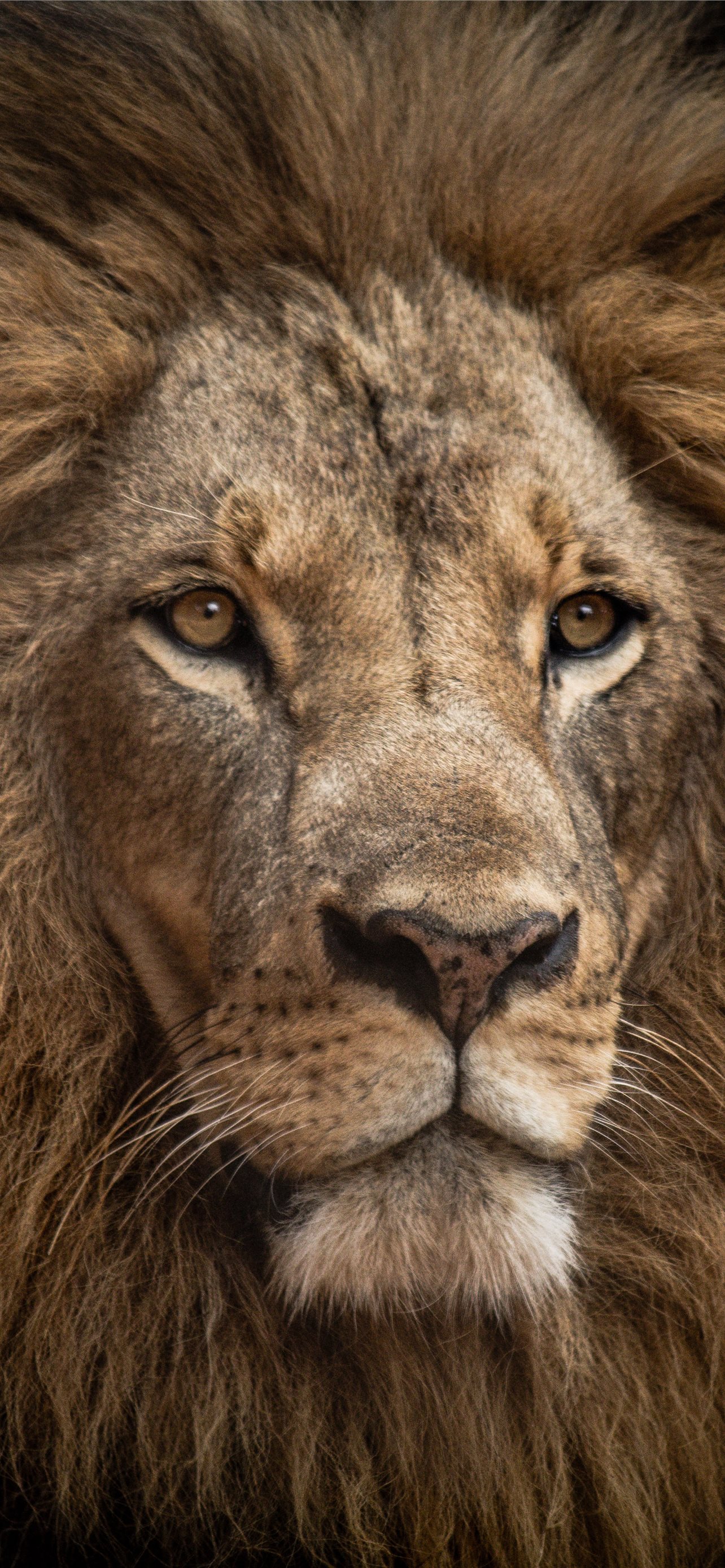 Hình nền Lion in Close-up Shot sẽ khiến bạn cảm thấy rất gần gũi với chúa sơn lâm này. Tươi sáng và rõ nét như thật, hình ảnh này sẽ làm bạn đắm chìm trong thế giới hoang dã của sơn lâm.