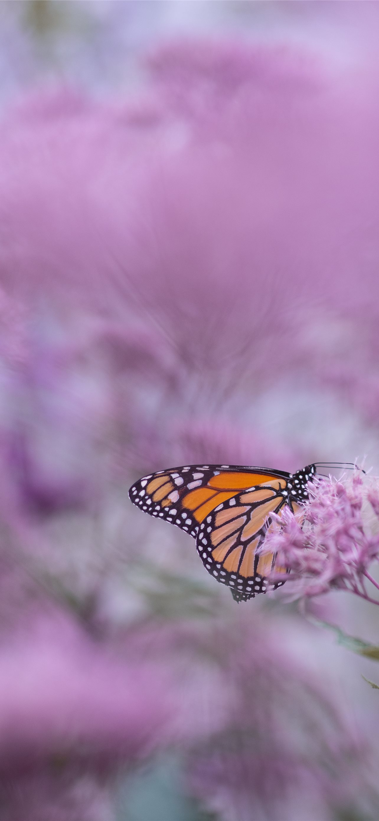 Purple Butterfly wallpaper by Ninoscha  Download on ZEDGE  6074