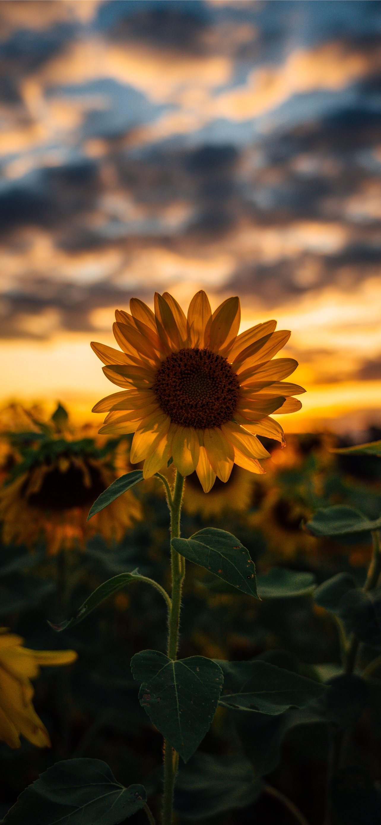 selective focus photography of yellow sunflower fi... iPhone Wallpapers  Free Download
