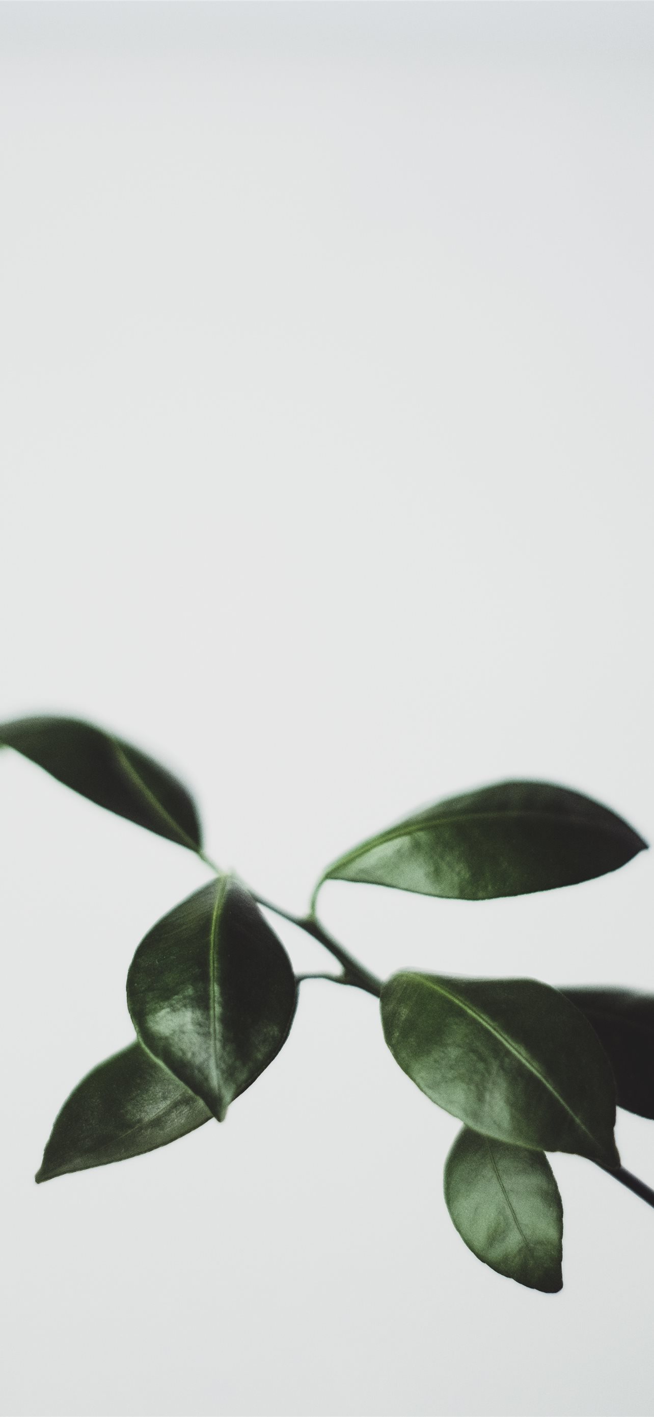 green leaf plant closeup photography iPhone Wallpapers Free Download