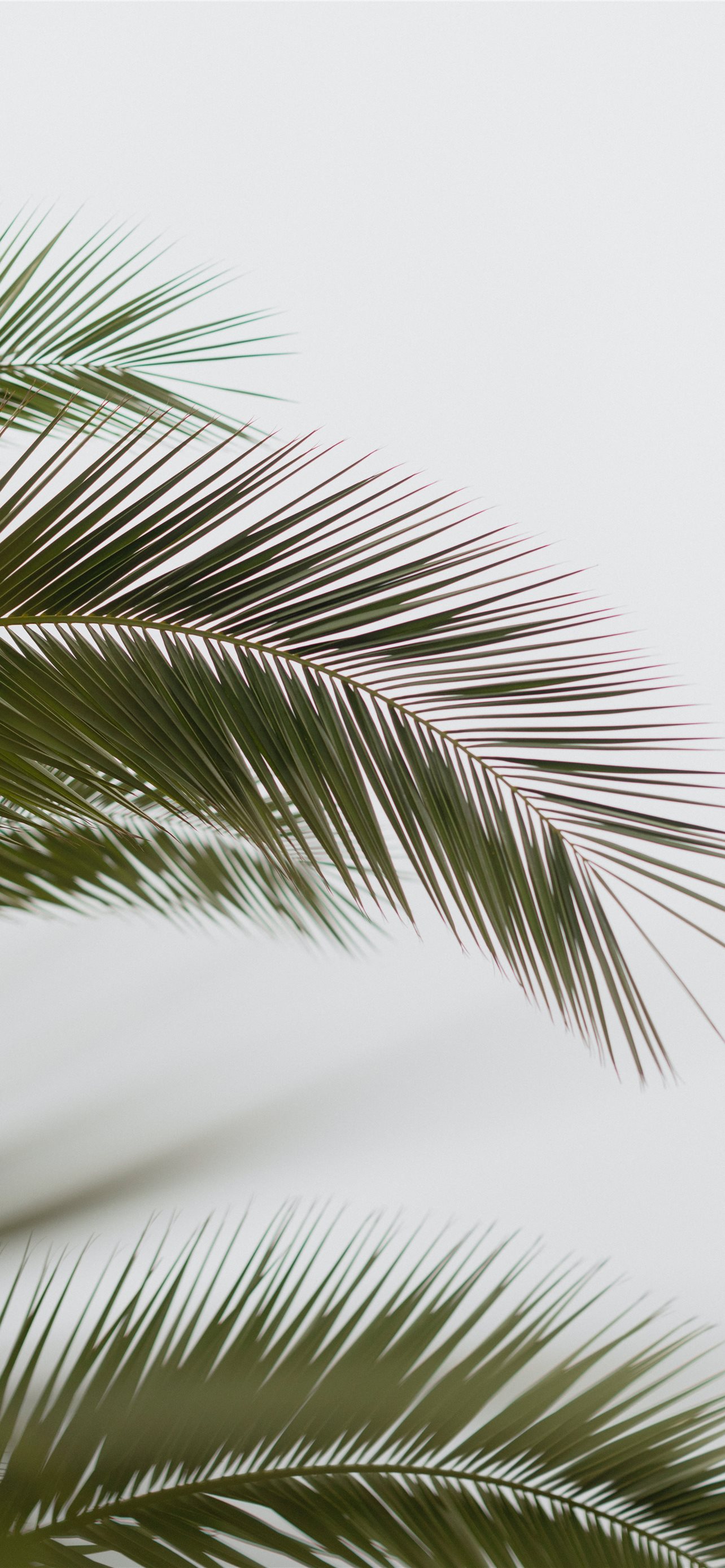 Palm - Cảm nhận sự thư giãn và mát mẻ của không khí biển với hình ảnh Palm. Các lau dọc bờ biển, cùng với bầu trời xanh sẽ khiến bạn cảm thấy thoải mái và thư giãn.