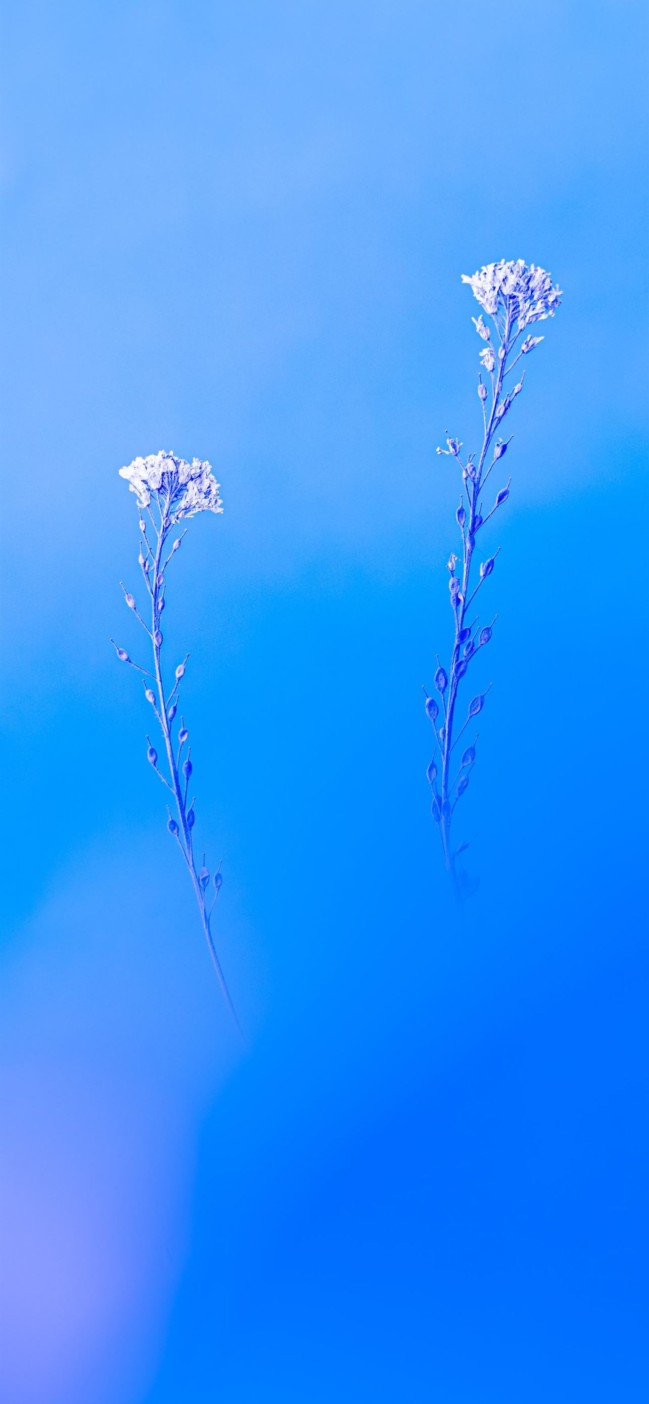 Bloosom flowers bonito small HD wallpaper  Peakpx