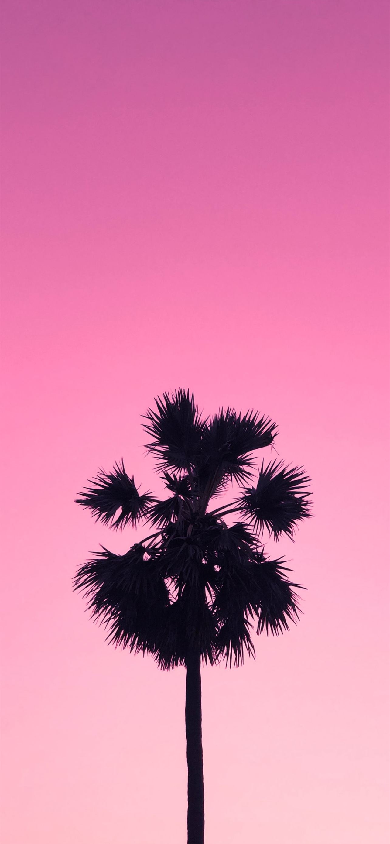Palm Trees aesthetic red HD phone wallpaper  Peakpx