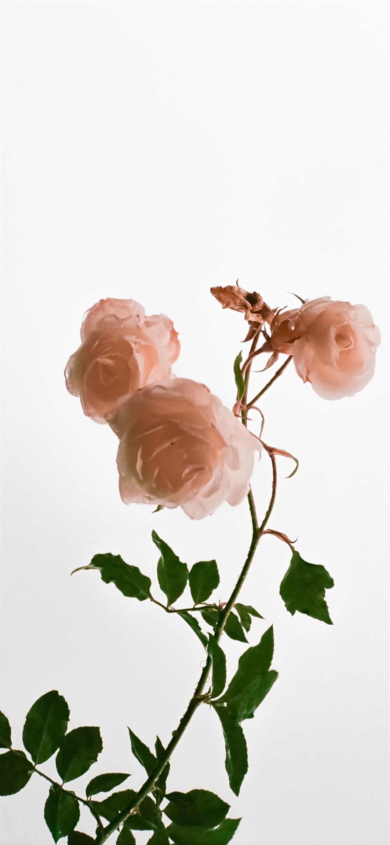 Iphone Aesthetic Rose Wallpaper Latest