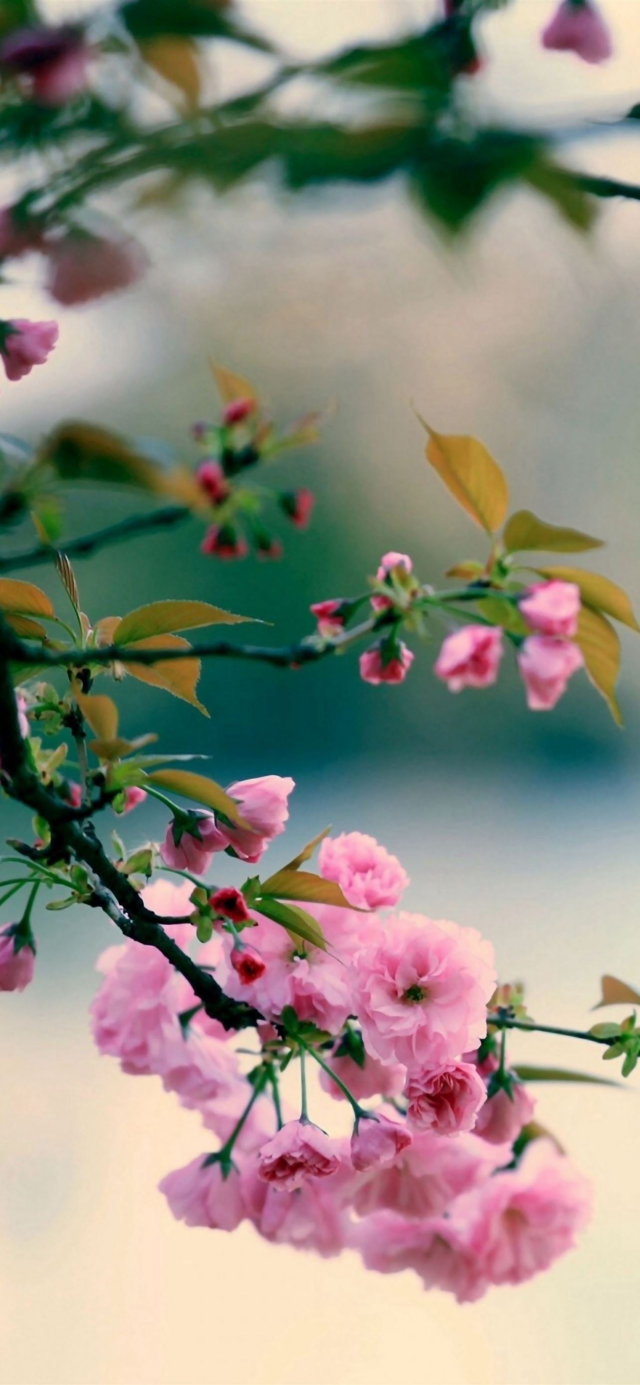 Nature Spring Plum Branch Bokeh Blur iPhone Wallpapers Free Download