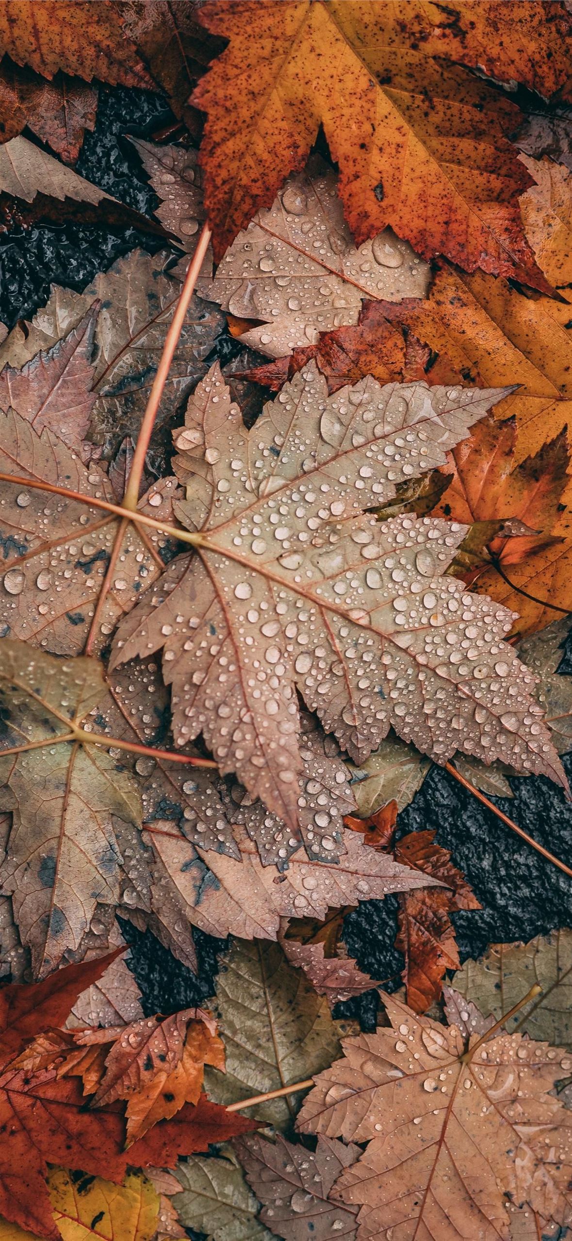 250 Favorite Fall Backgrounds For Your Phone That Youll Love