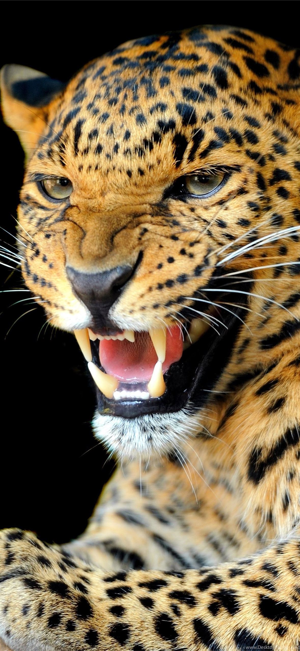 jaguar logo iPhone Wallpapers Free Download