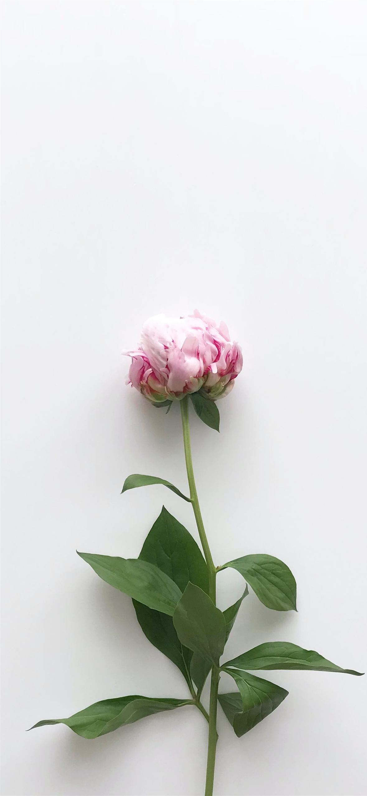 Single Flower Wallpapers - Top Free Single Flower Backgrounds -  WallpaperAccess