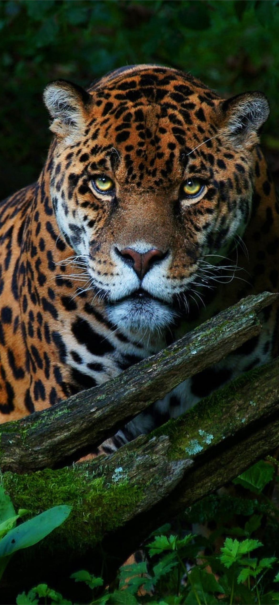 Big Cat Jaguar Samsung Galaxy Note 9 8 S9 S8 S8 QH... iPhone Wallpapers  Free Download