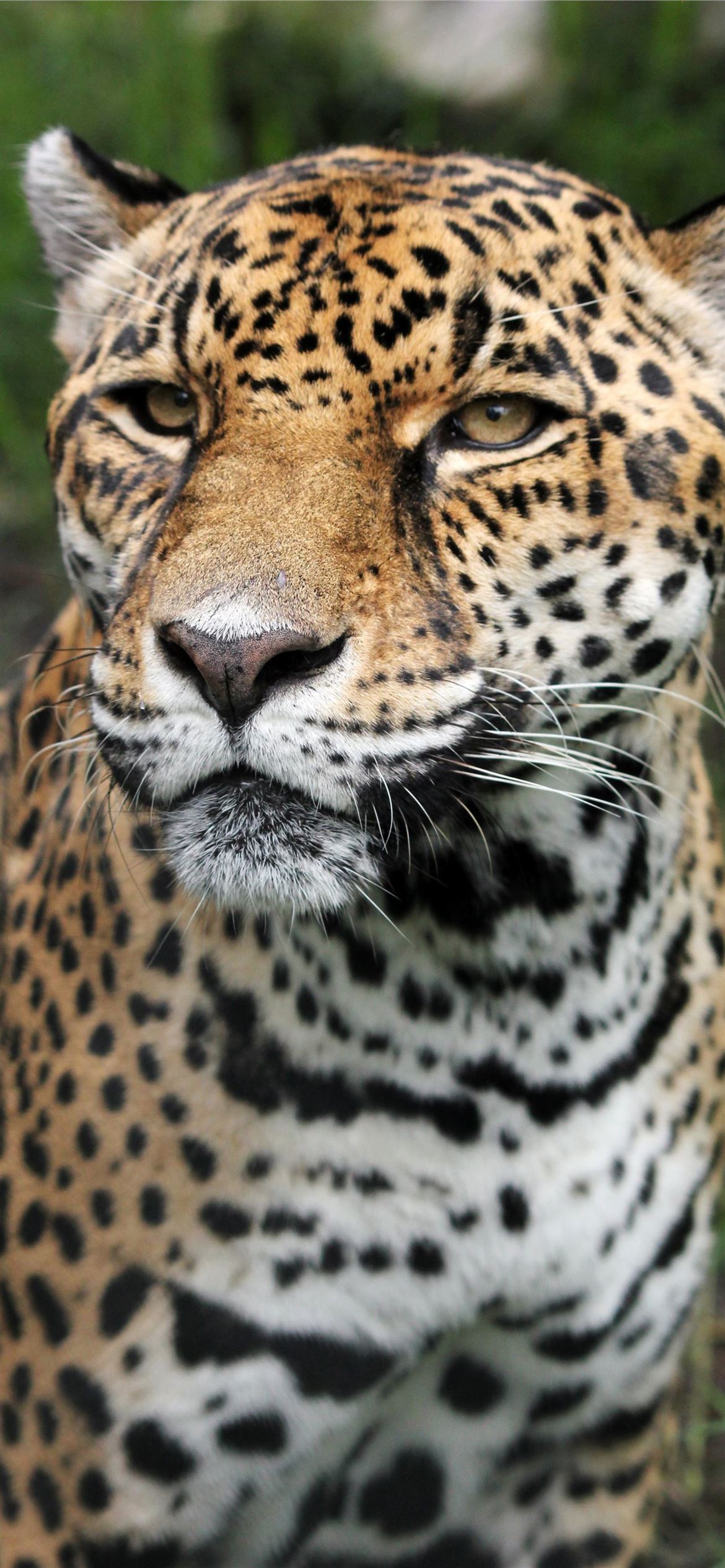 Jaguar Animal Hd 1080p teahub io iPhone Wallpapers Free Download