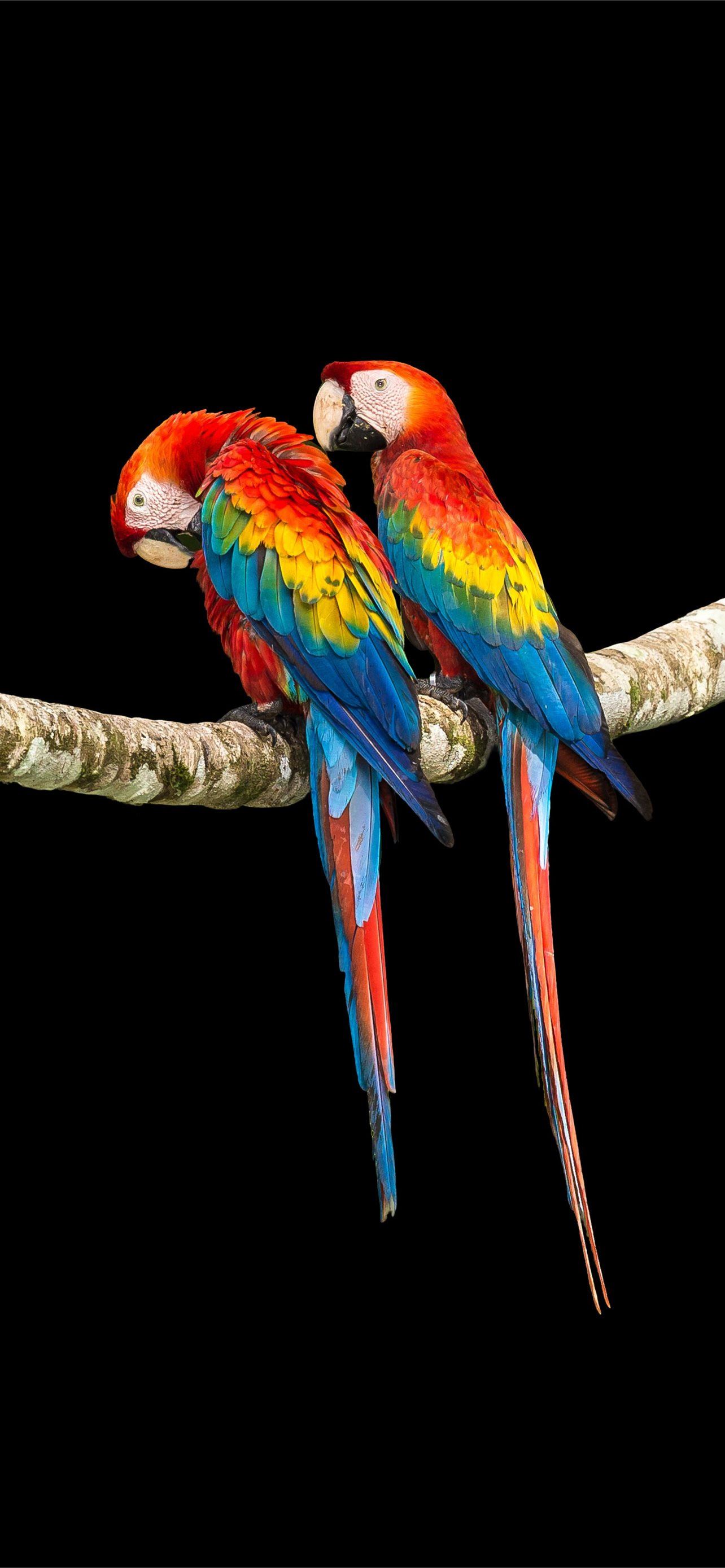 Macaw HD wallpapers | Pxfuel